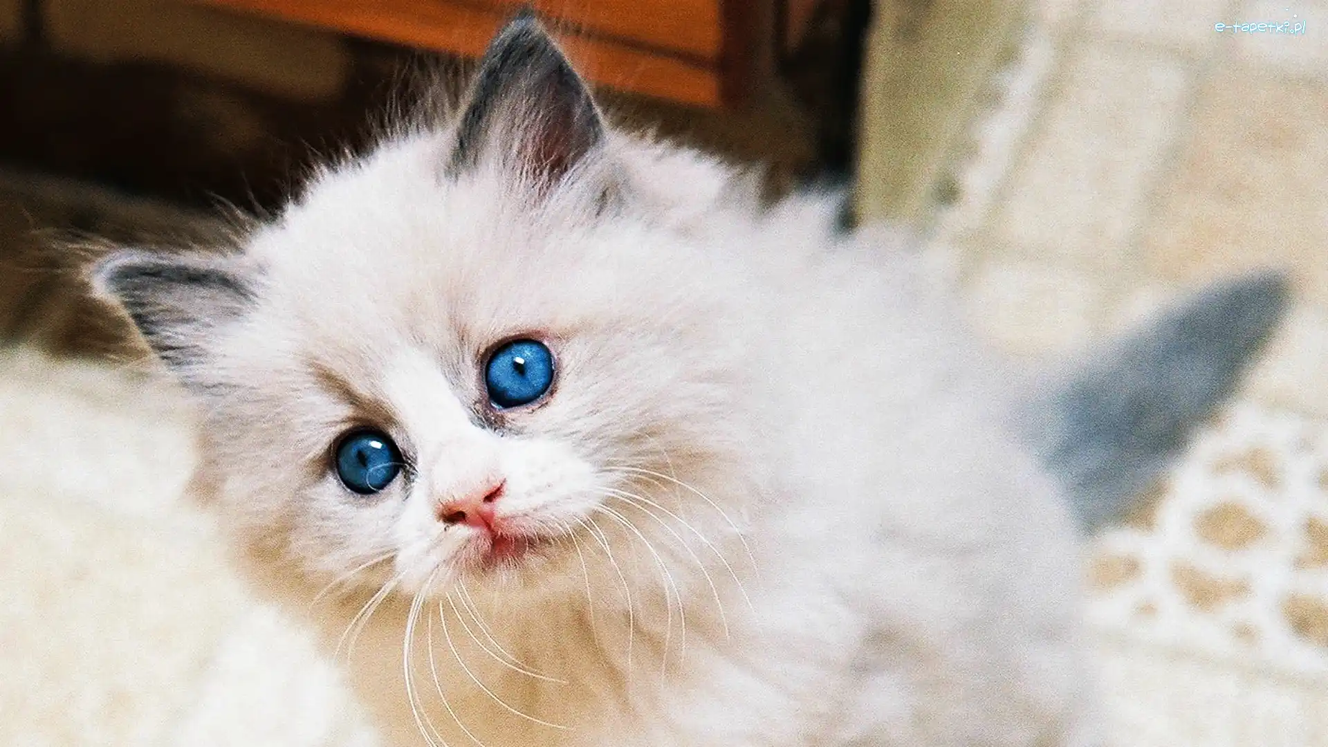 Ragdoll, Oczy, Niebieskie, Kotek