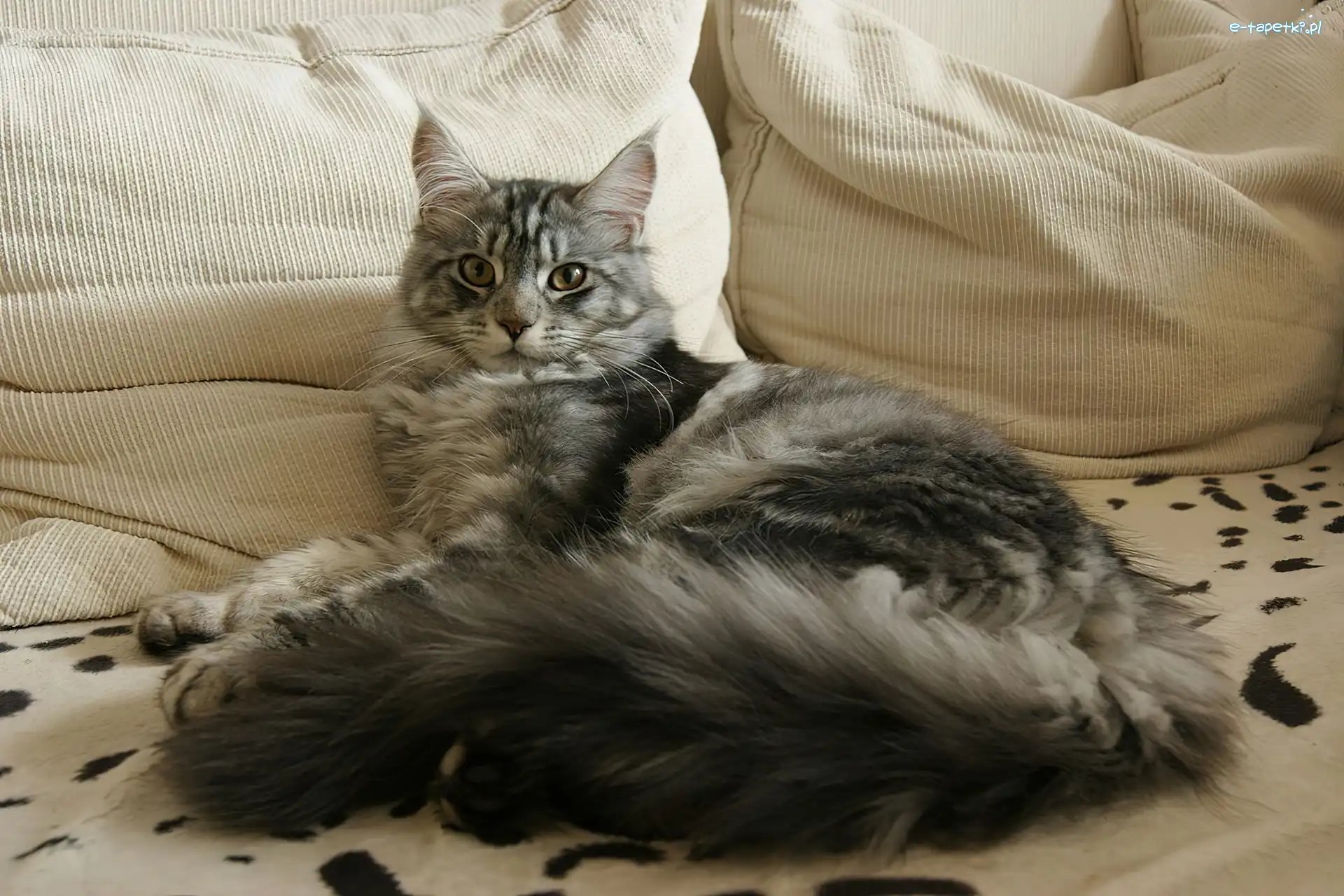 Poduszki, Maine Coon, Kotek