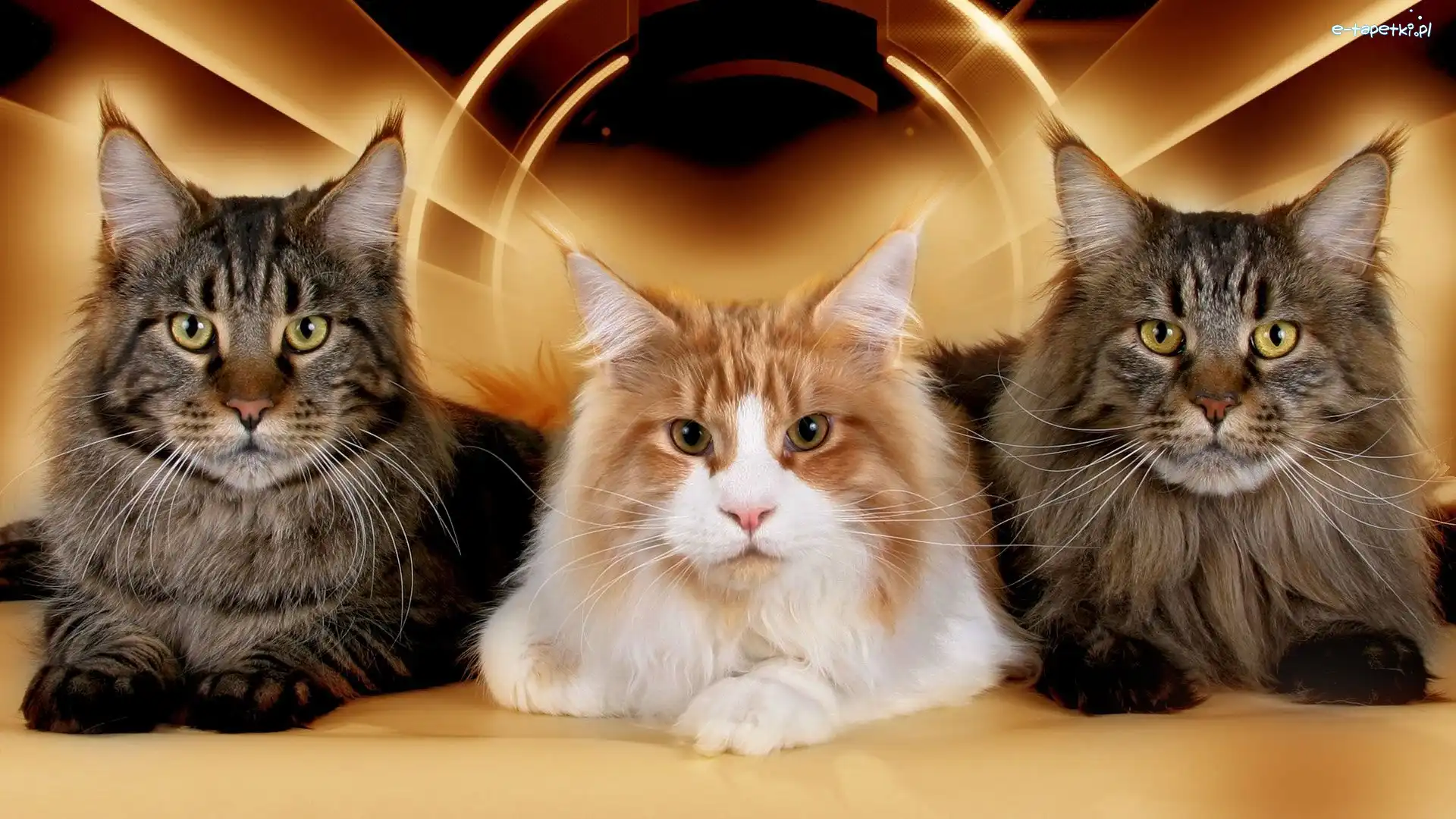 Maine Coon, Kotki, Trzy