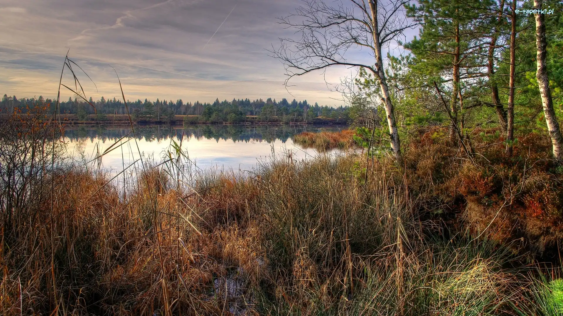 Las, Jezioro