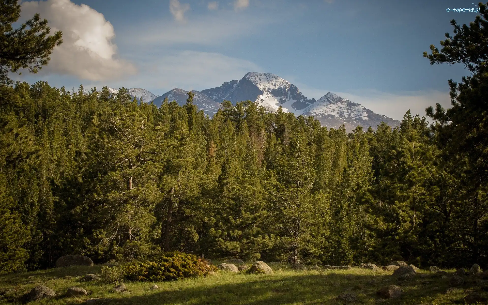 Las, Góry