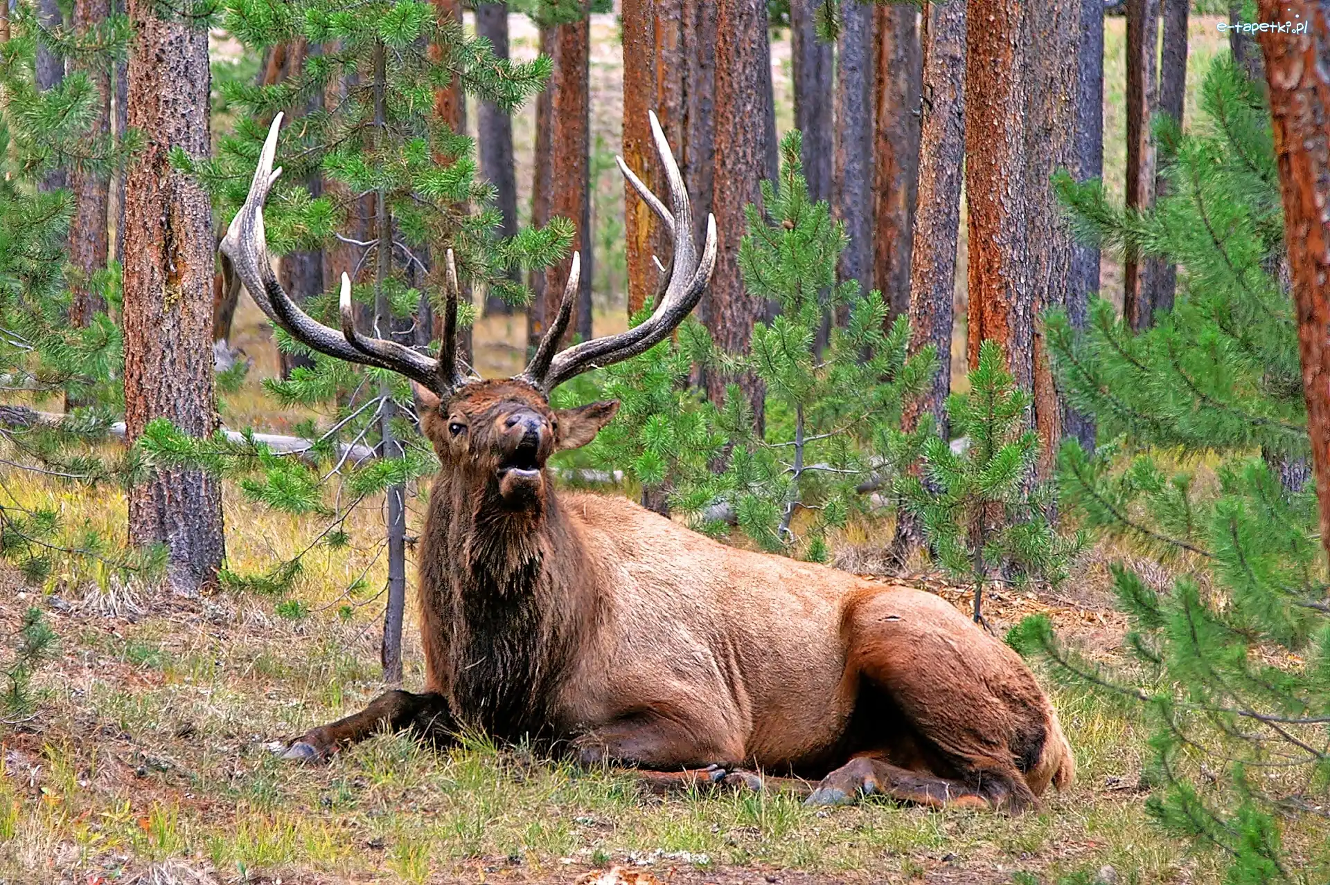 Las, Park, Jeleń, Yellowstone, Narodowy