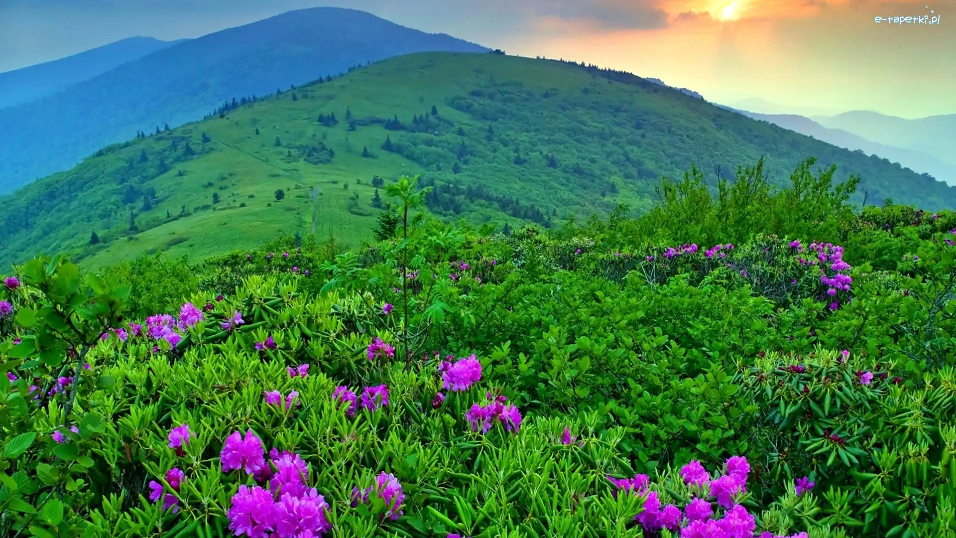 Góry, Wiosna, Łąki, Rododendrony, Kwitnące