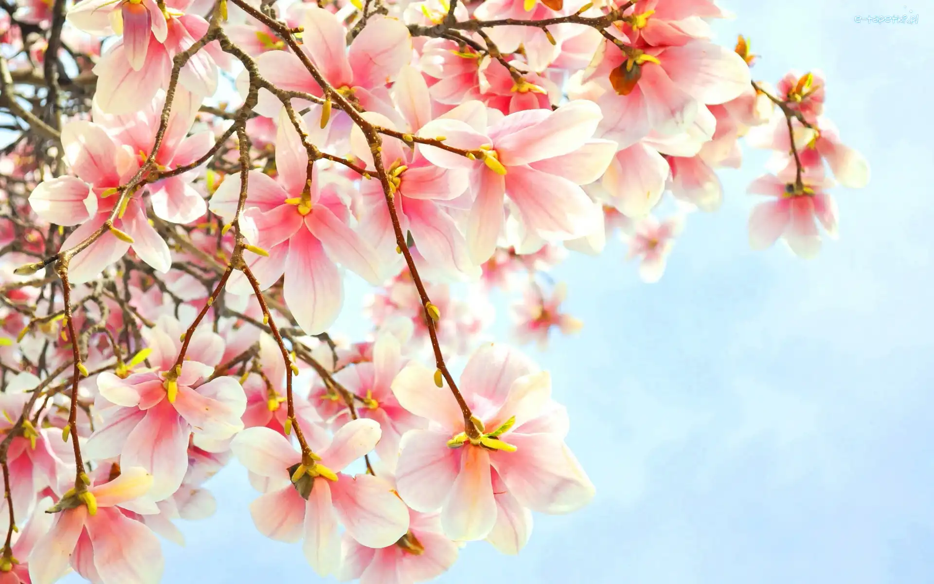 Magnolia, Kwitnąca