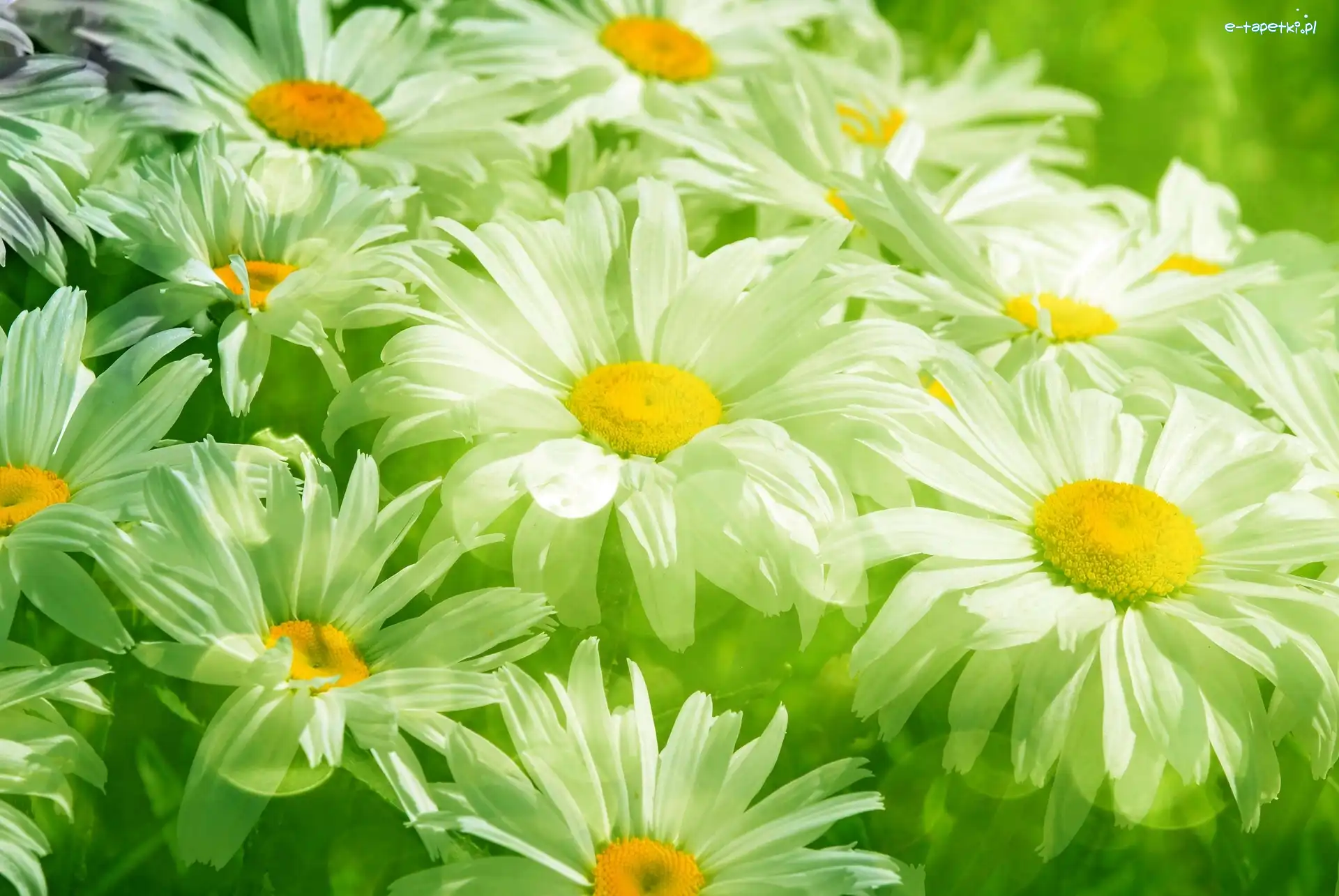 Margerytki