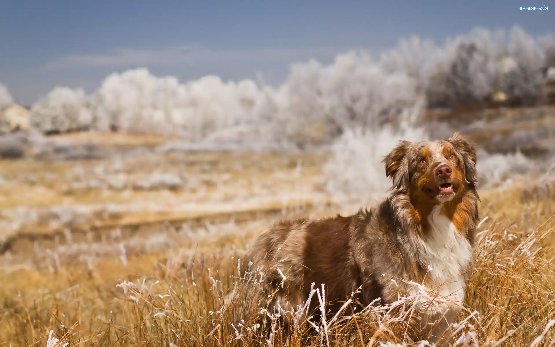 Trawa, Australian shepherd, Owczarek australijski