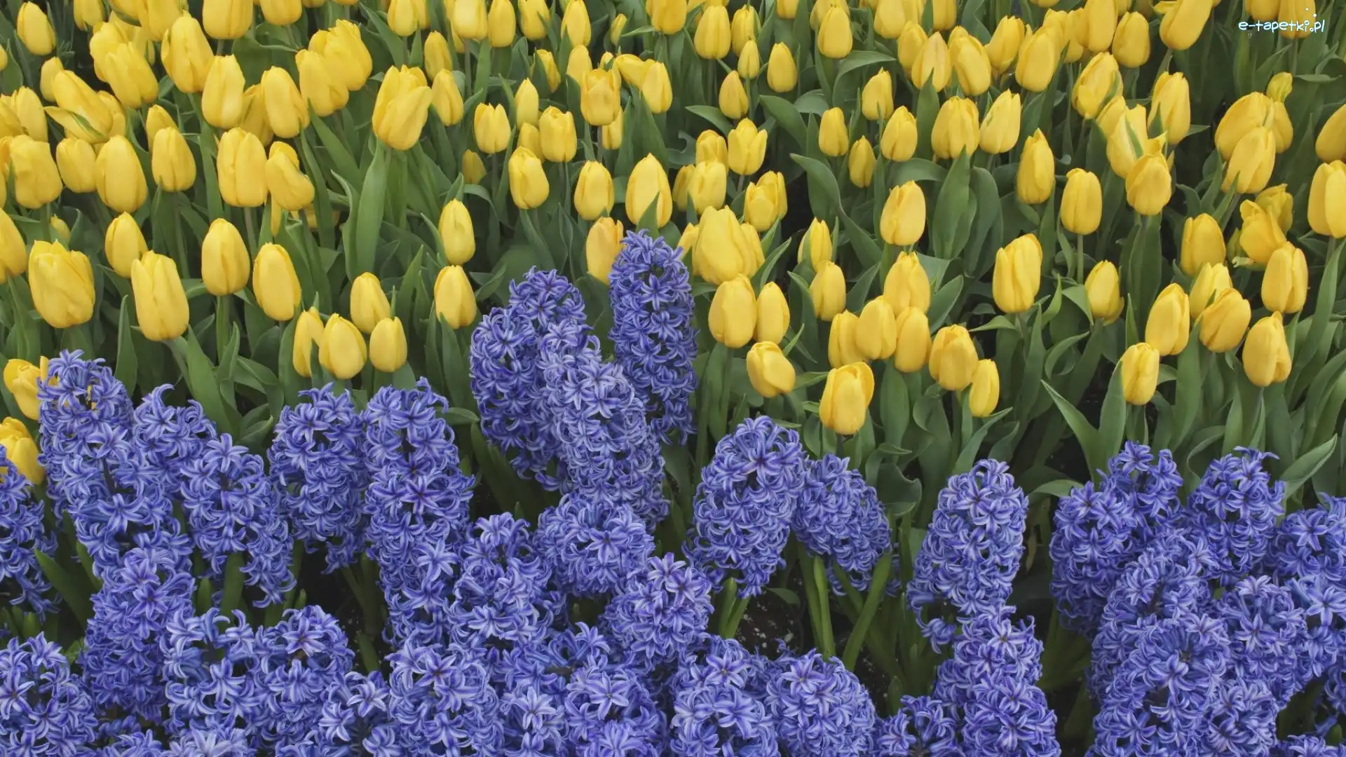 Tulipany, Żółte, Hiacynty