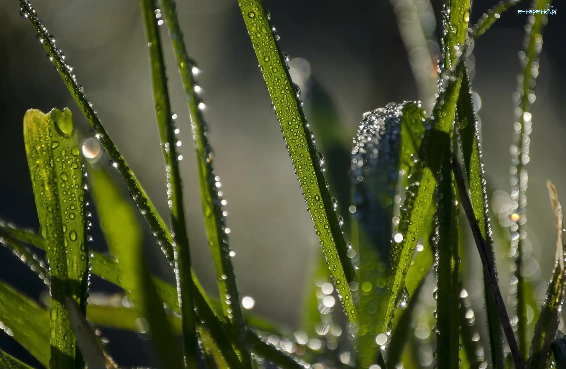 Krople, Bokeh, Makro, Trawa