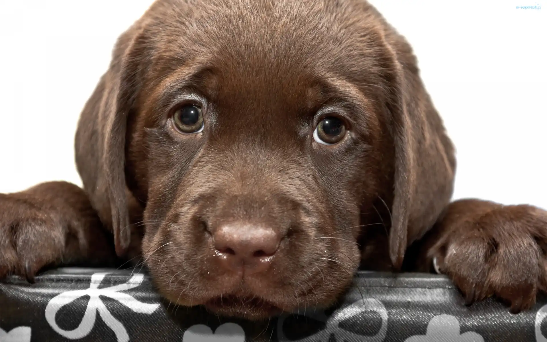 Łapki, Labrador, Szczeniaczek