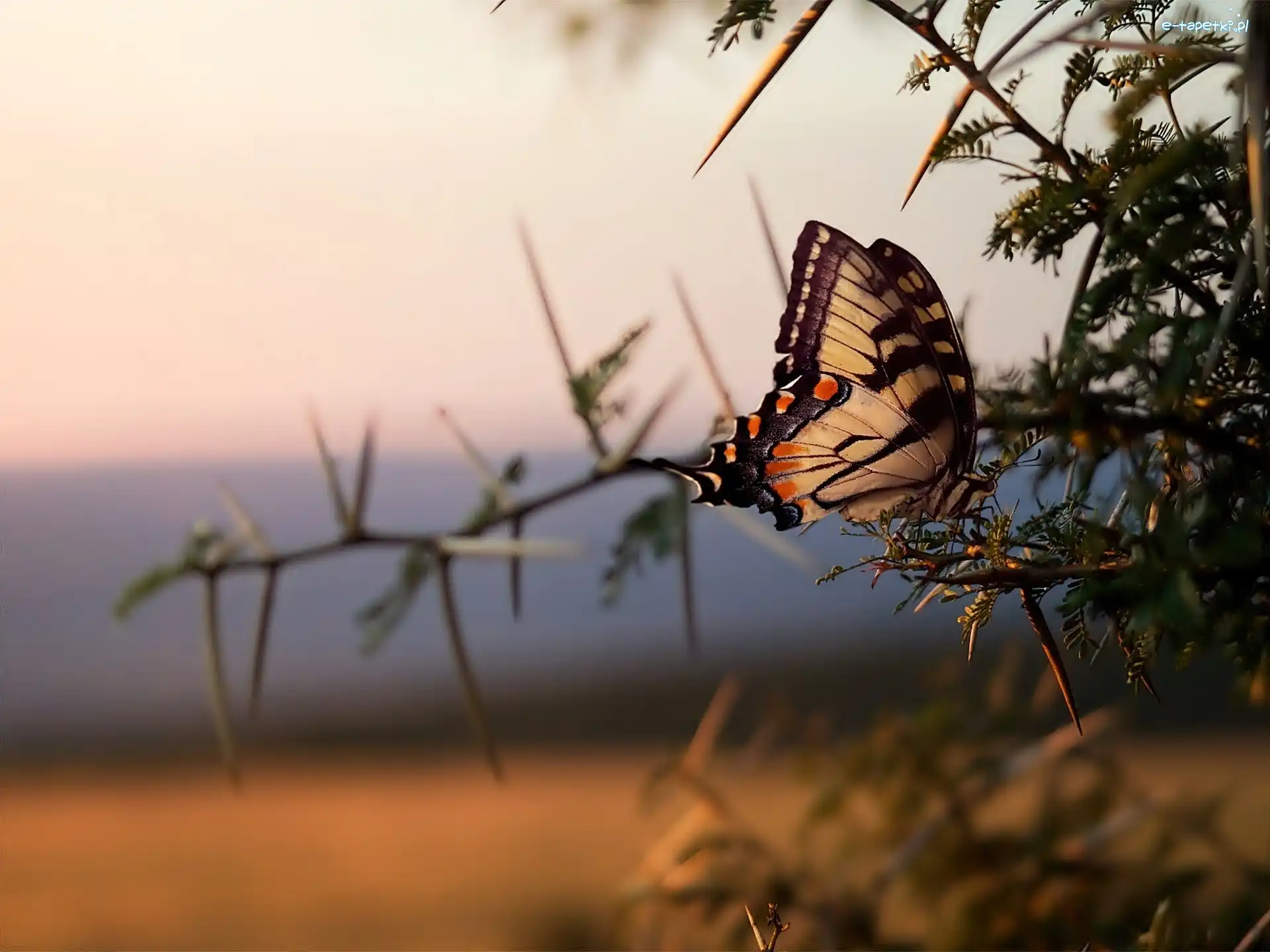 Makro, Gałązka, Motyl