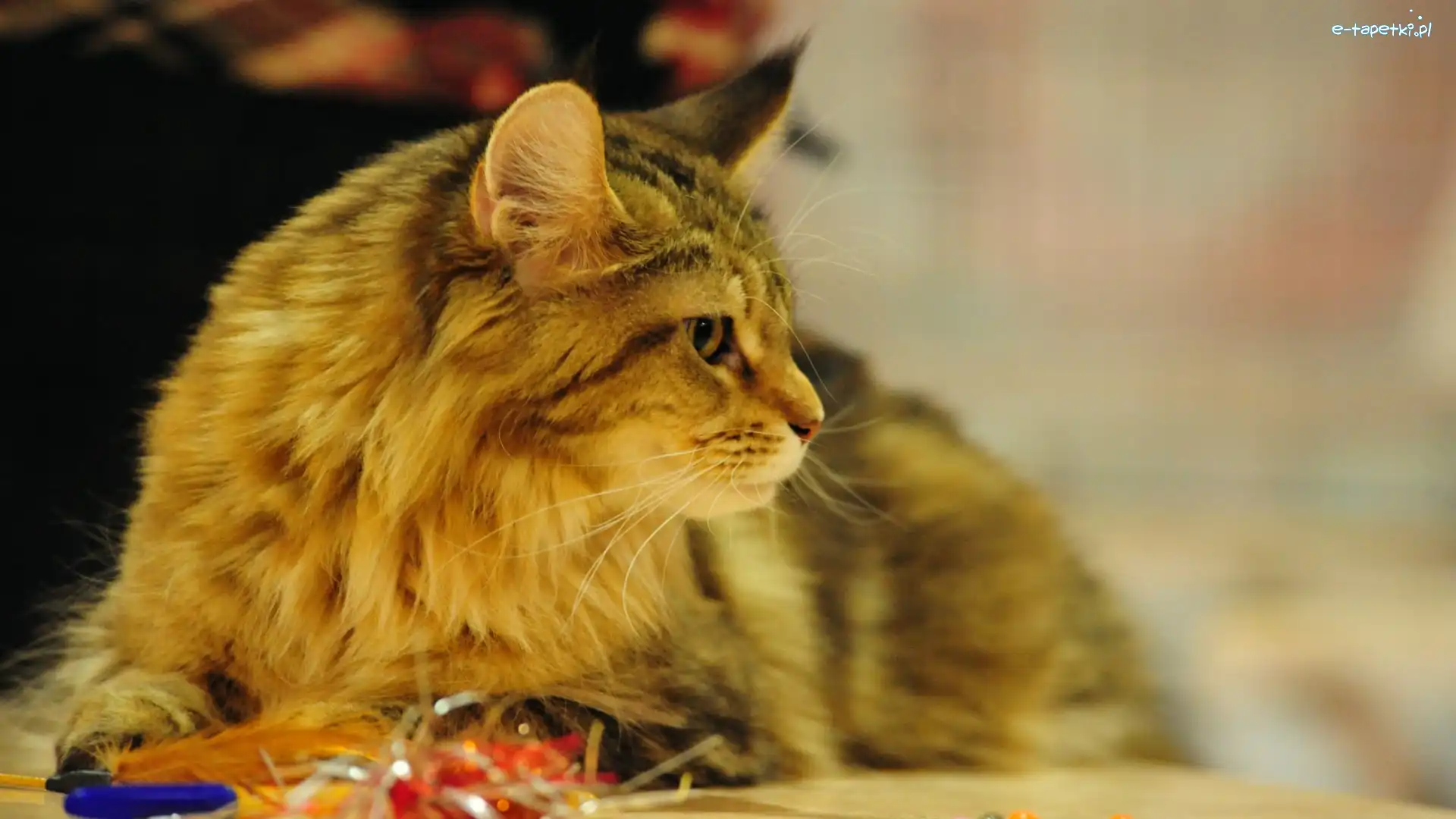 Maine Coon, Rudy