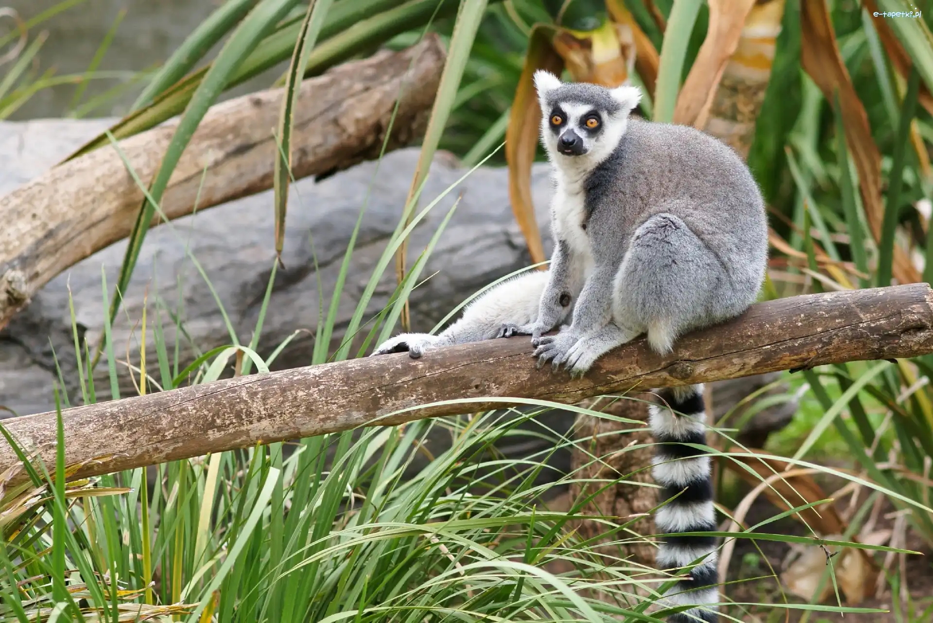 Trawa, Konar, Lemur