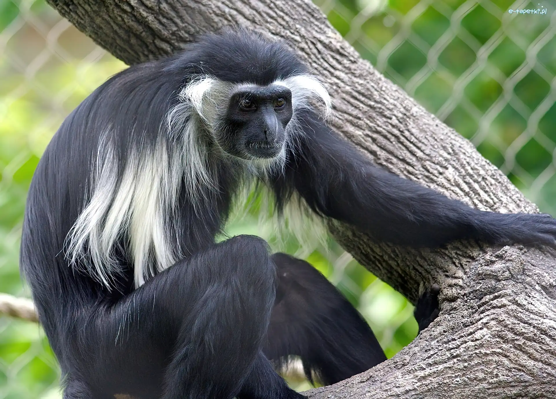 Konar, Angola Colobus, Małpka