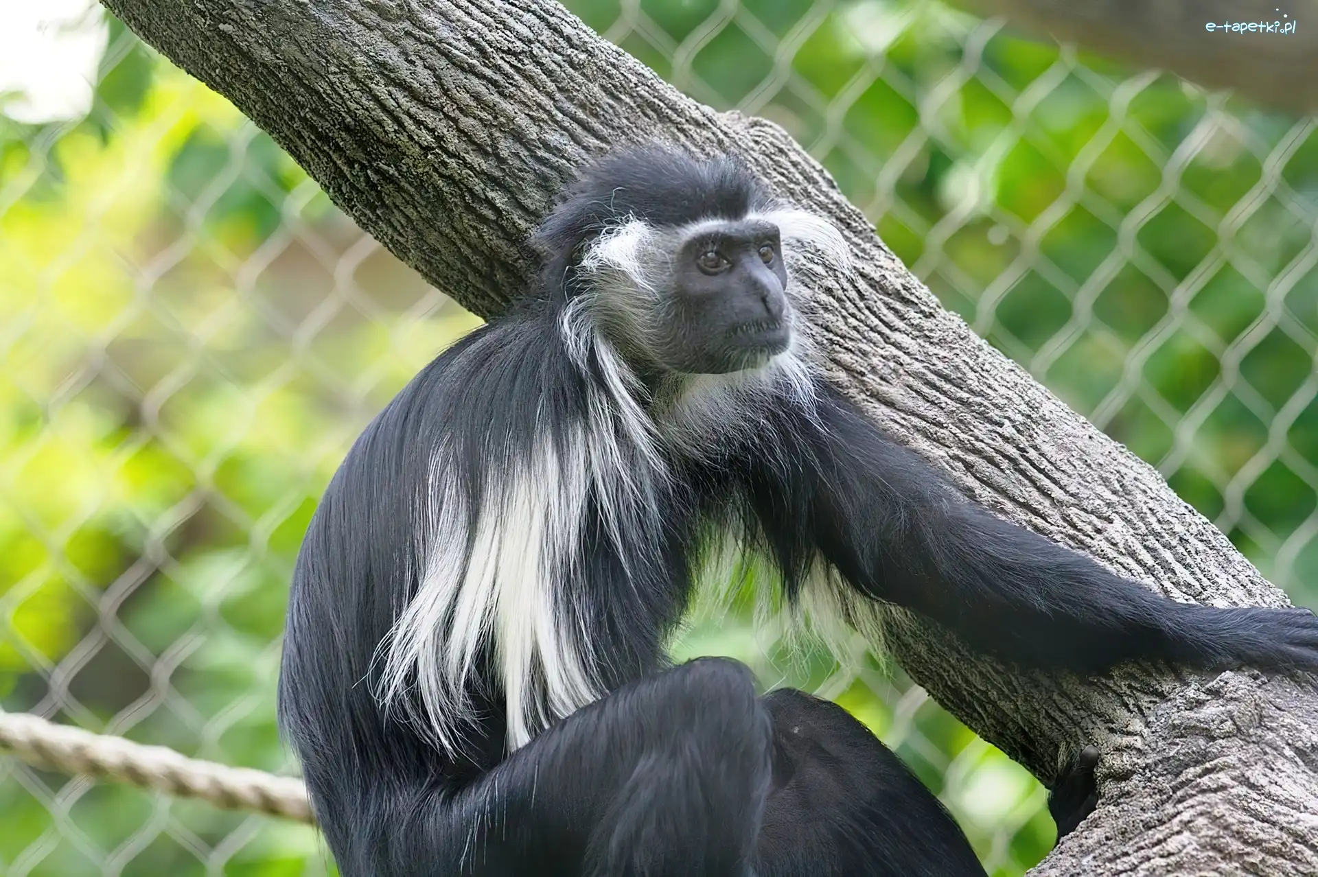 Konar, Colobus, Małpa