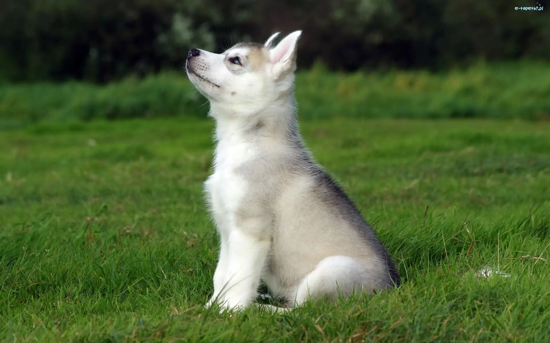 Łąka, Szczeniak, Trawa, Piesek, Husky