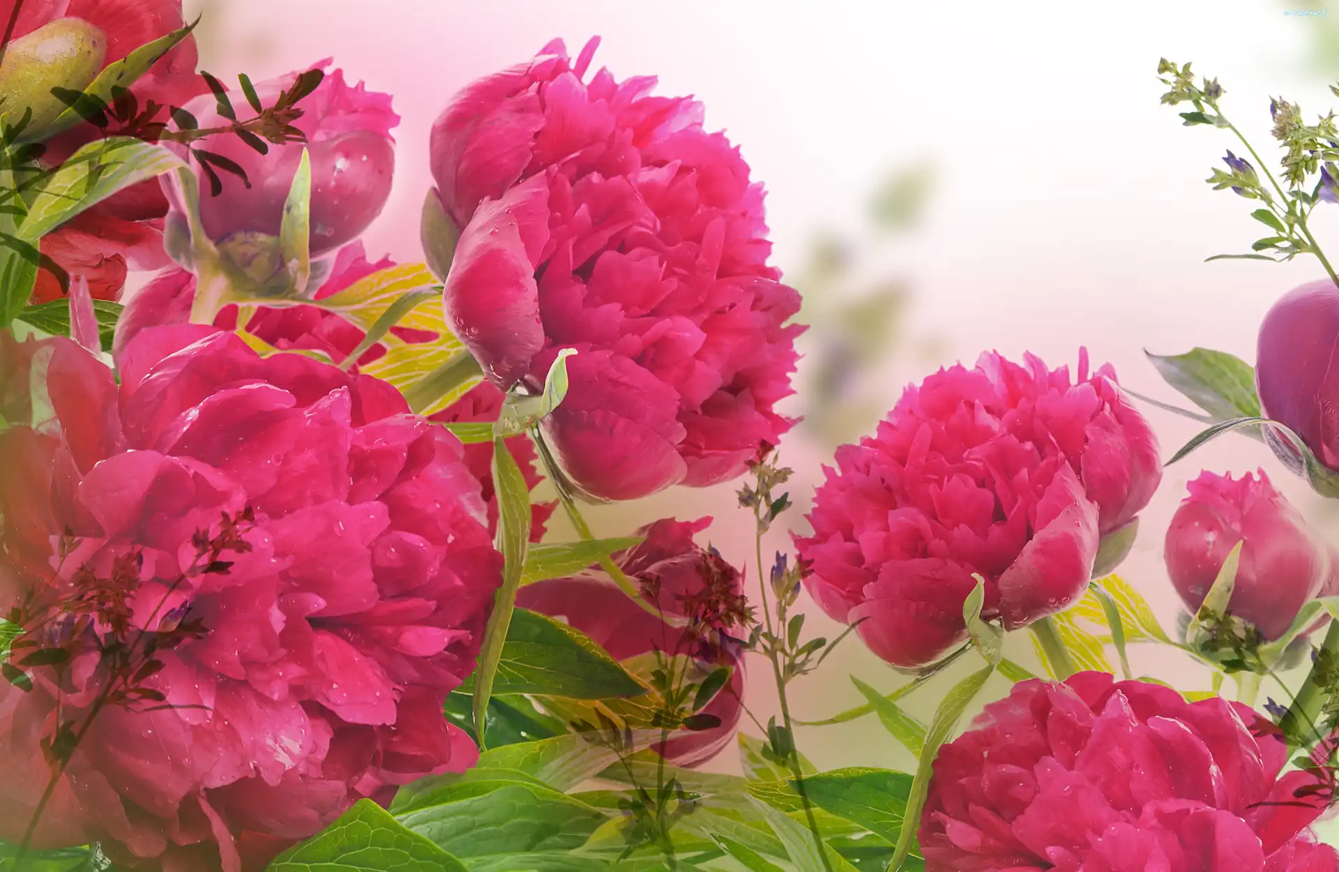 Rosy, Krople, Piwonie