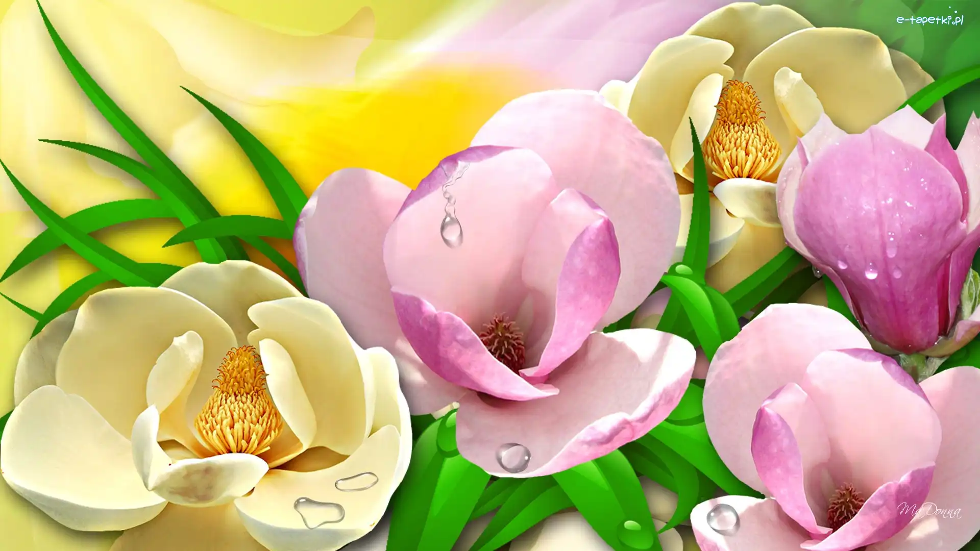 Krople, Grafika, Rosy, Magnolie