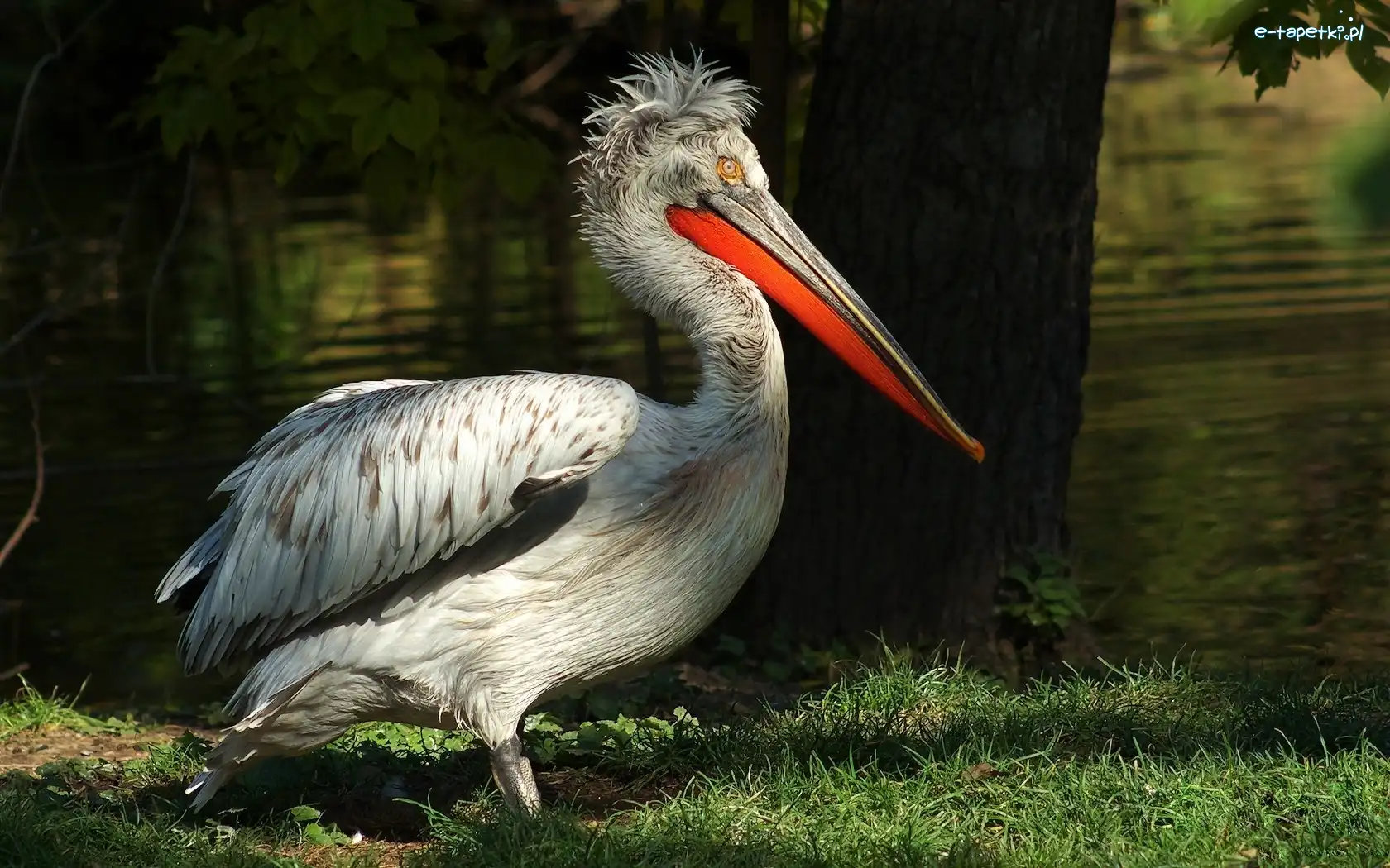 Trawa, Pelikan