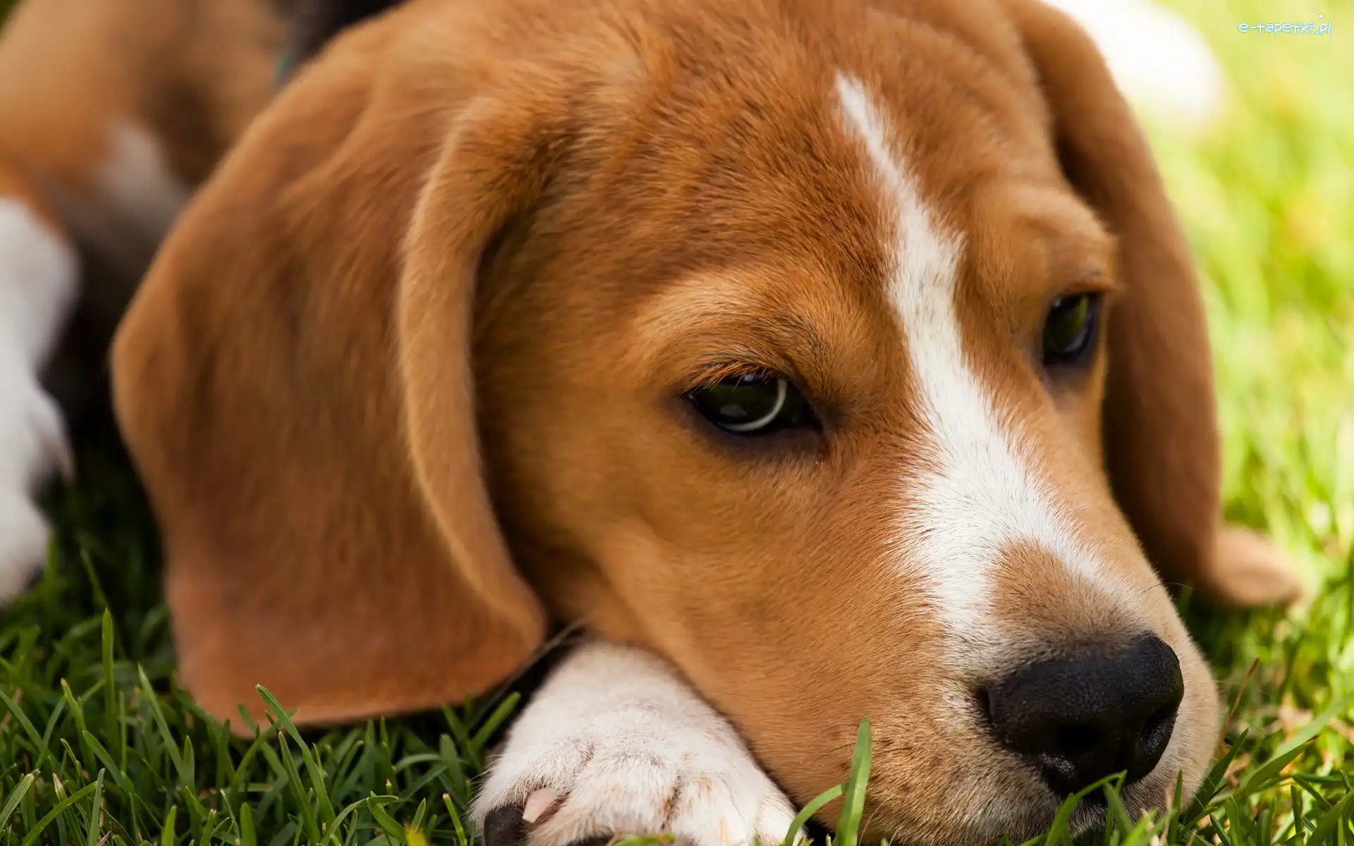Wypoczynek, Łąka, Beagle