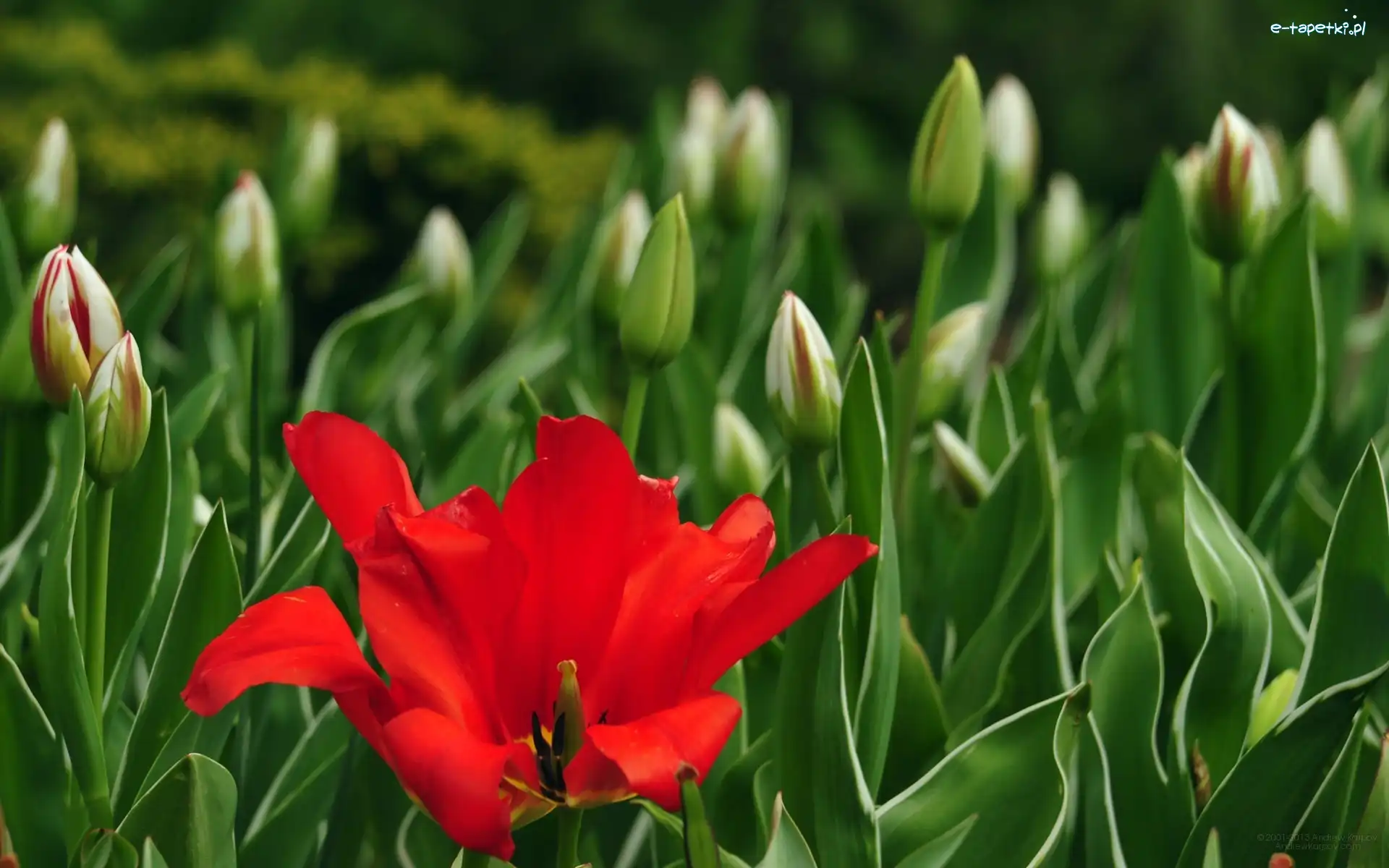 Tulipany, Pączki, Kwiat