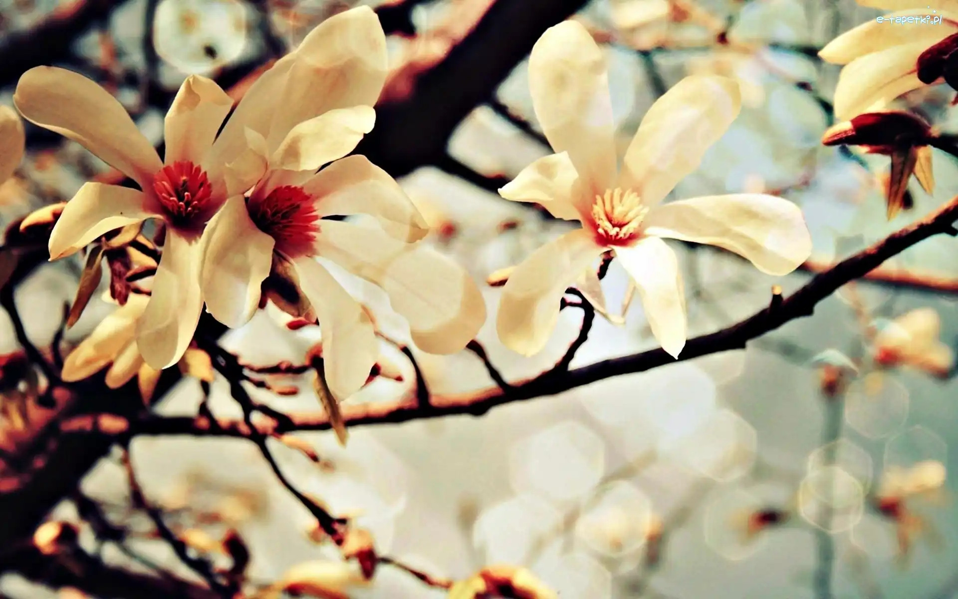 Kwiaty, Magnolii, Krzew