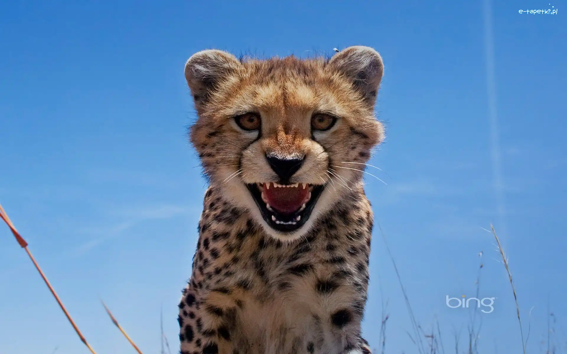 Gepard