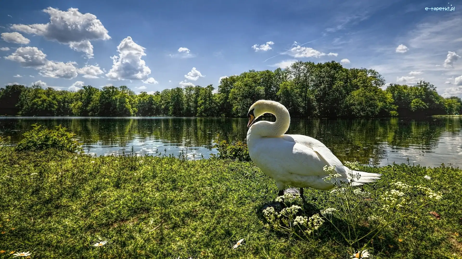 Łabędź, Łąka, Rzeka, Trawa, Drzewa