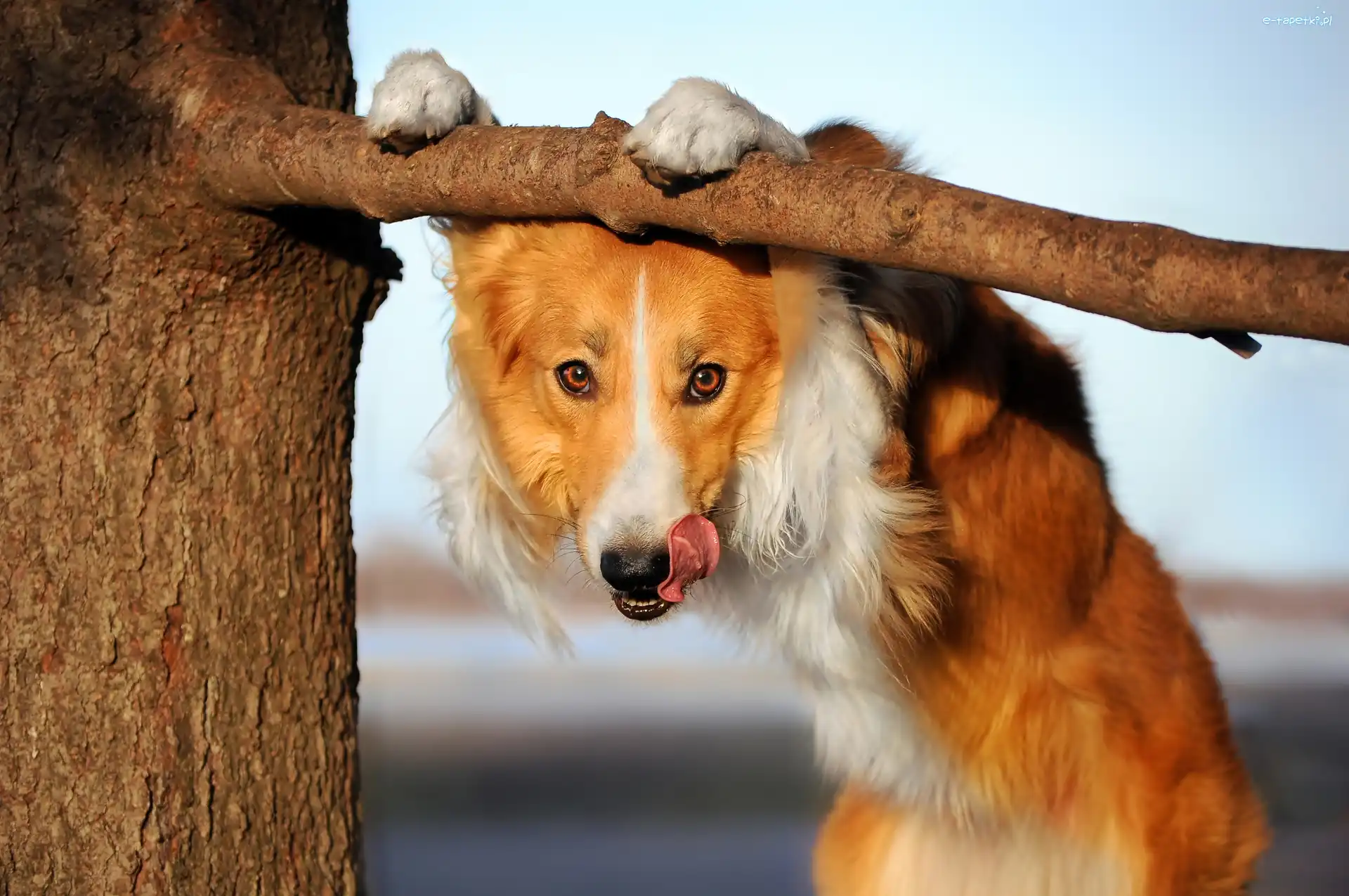 Border Collie, Drzewo, Język, Pies