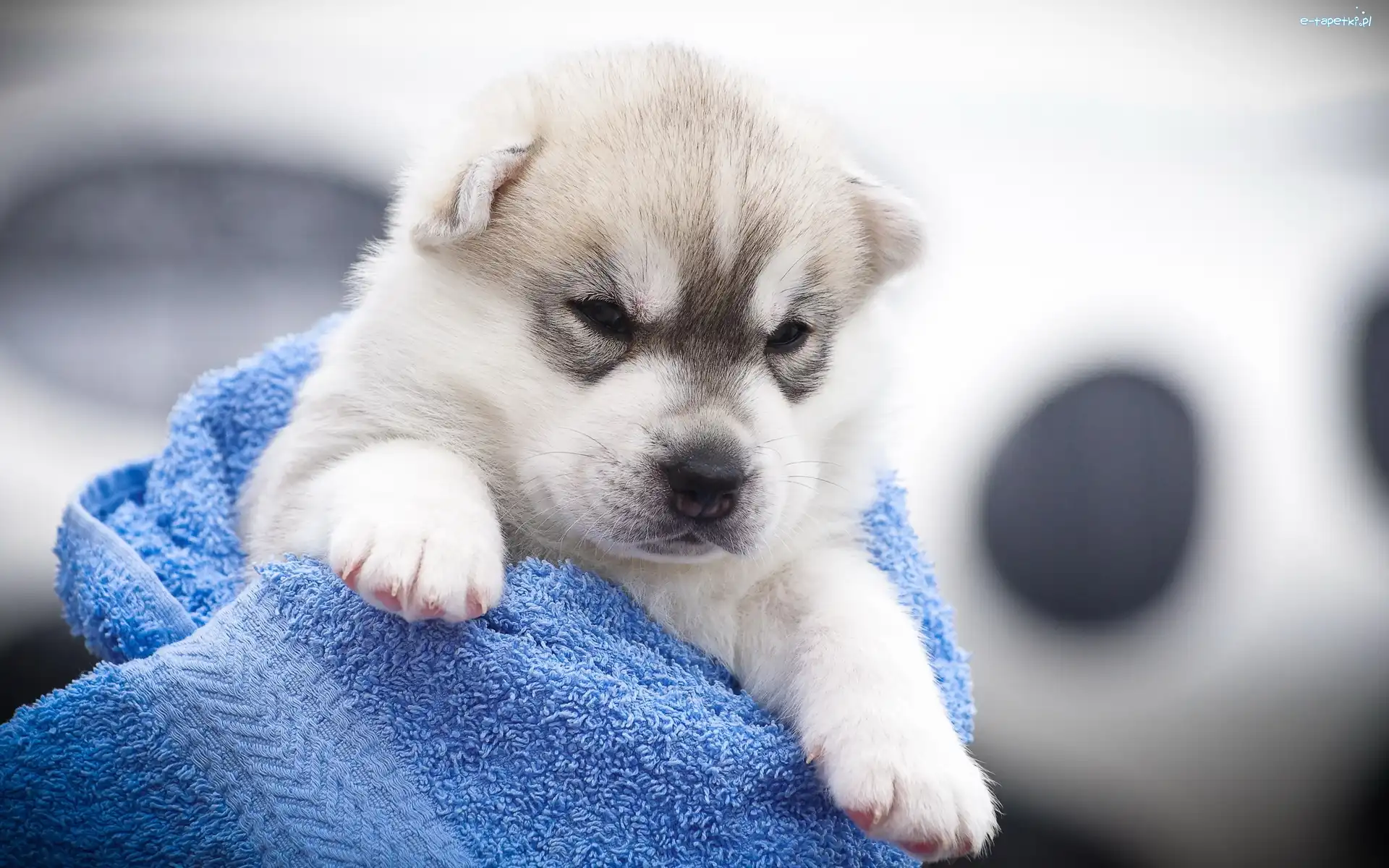 Pies, Niebieski, Szczeniak, Siberian Husky, Koc