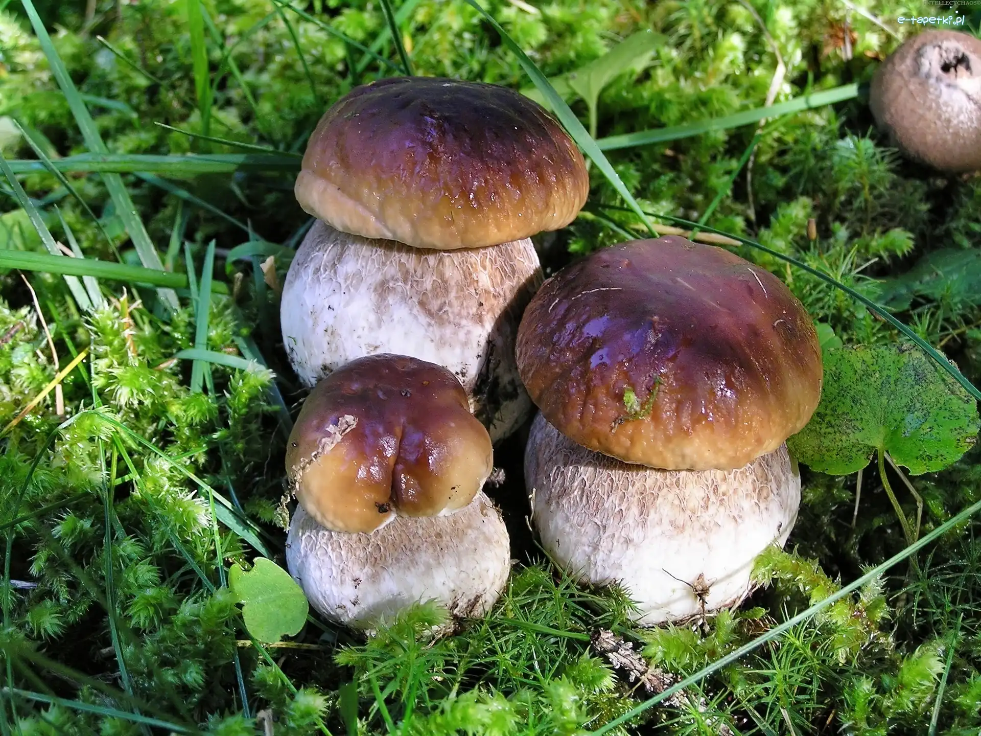 Borowiki, Leśna, Ściółka, Grzyby