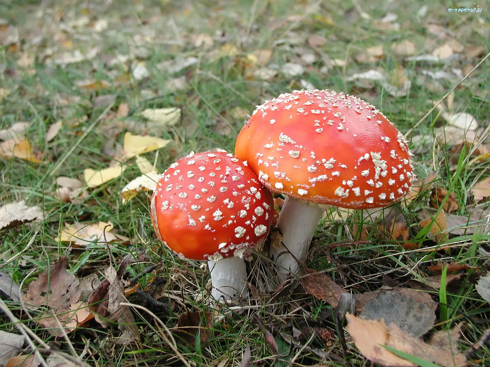 Muchomory, Leśna, Ściółka, Grzyby