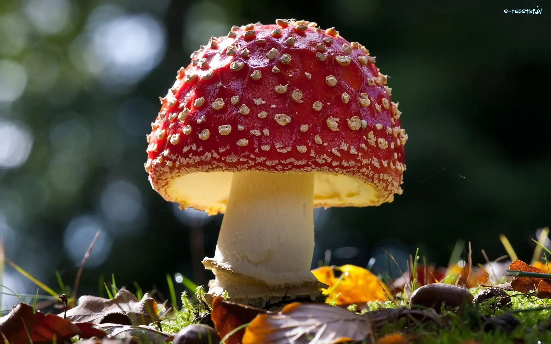 Muchomor, Leśna, Ściółka, Grzyb