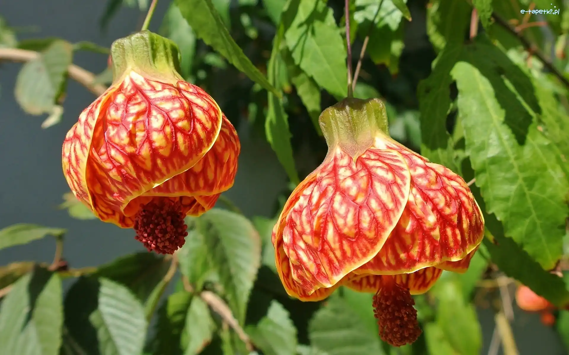 Abutilon, Kwiaty, Pomarańczowe, Zaślaz Mieszańcowy