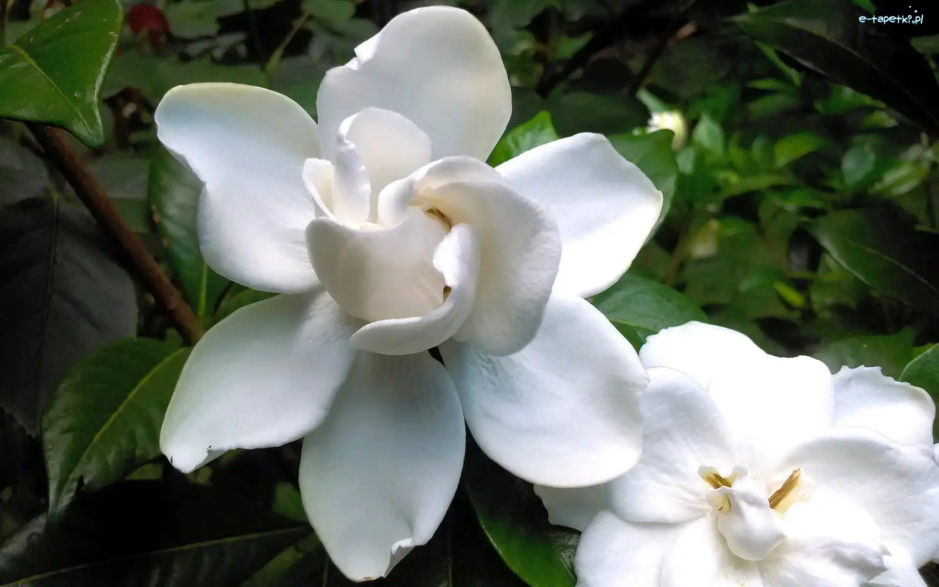 Gardenia, Kwiat, Biały
