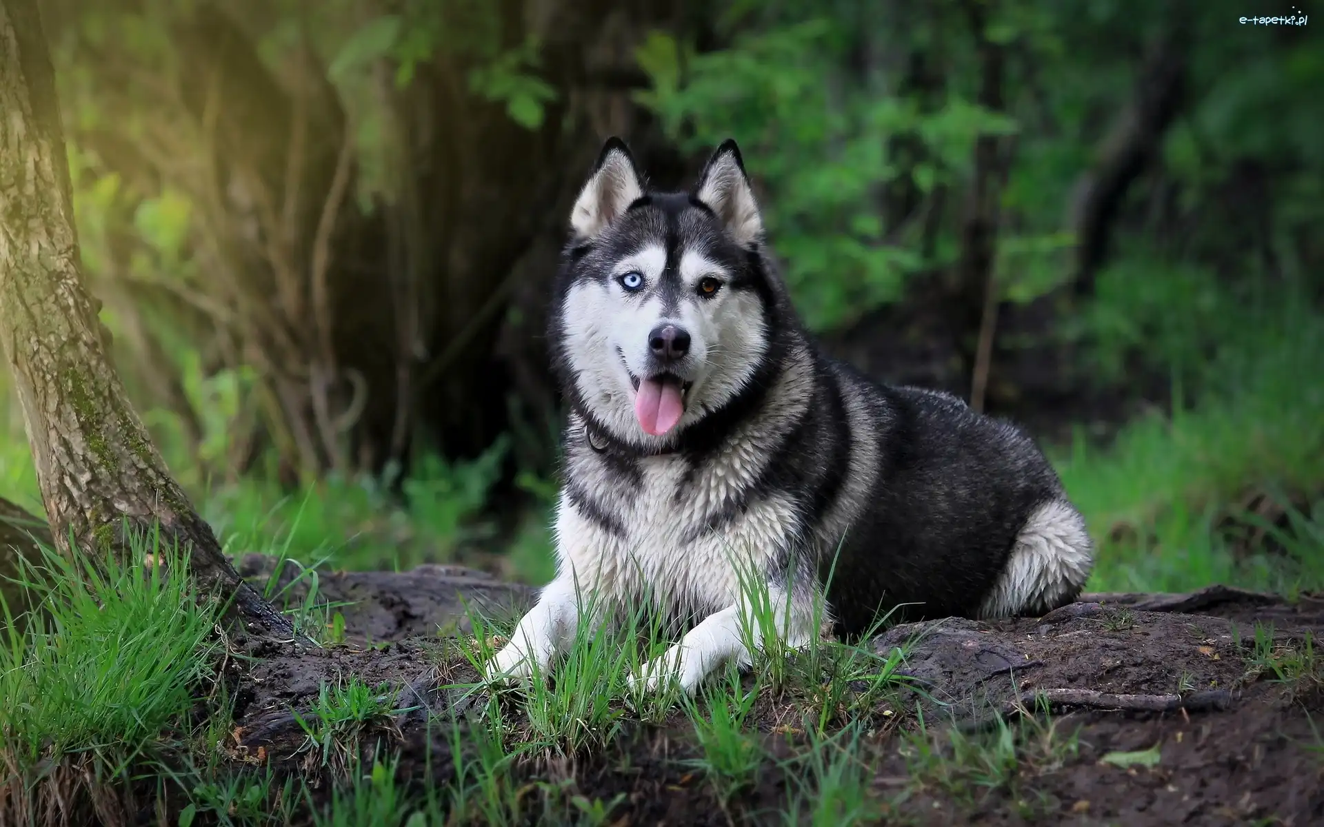 Trawa, Język, Siberian Husky