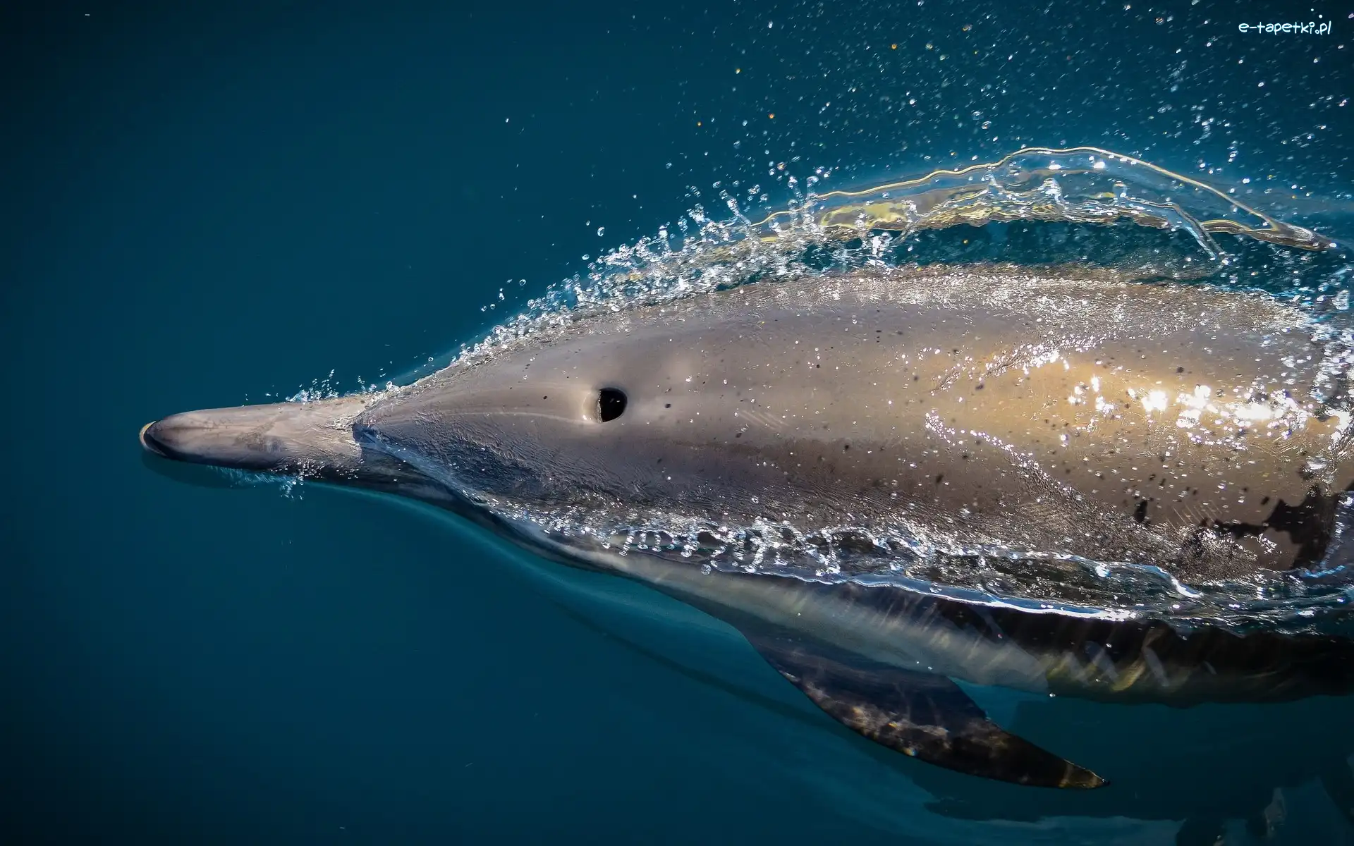 Basen, Delfinek