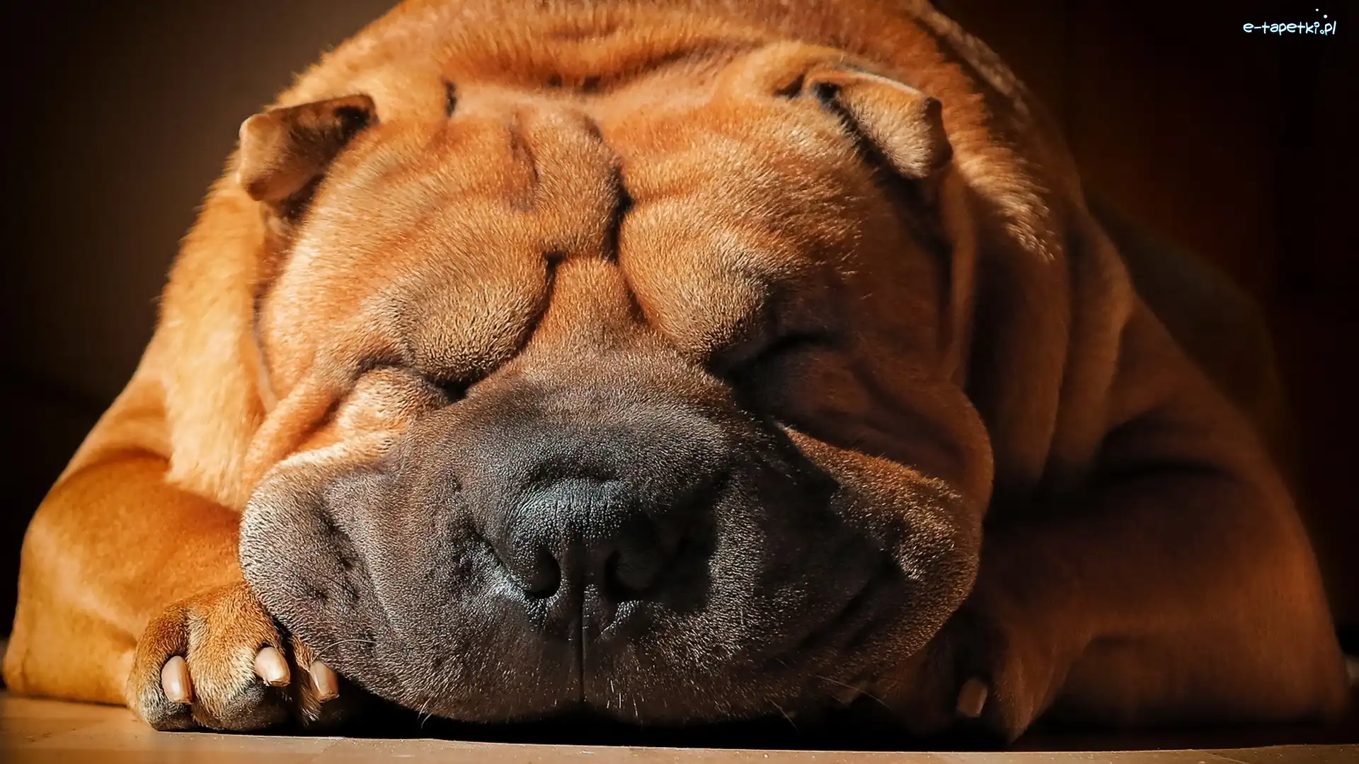 Pies, Sen, Shar Pei, Rasa, Chińska