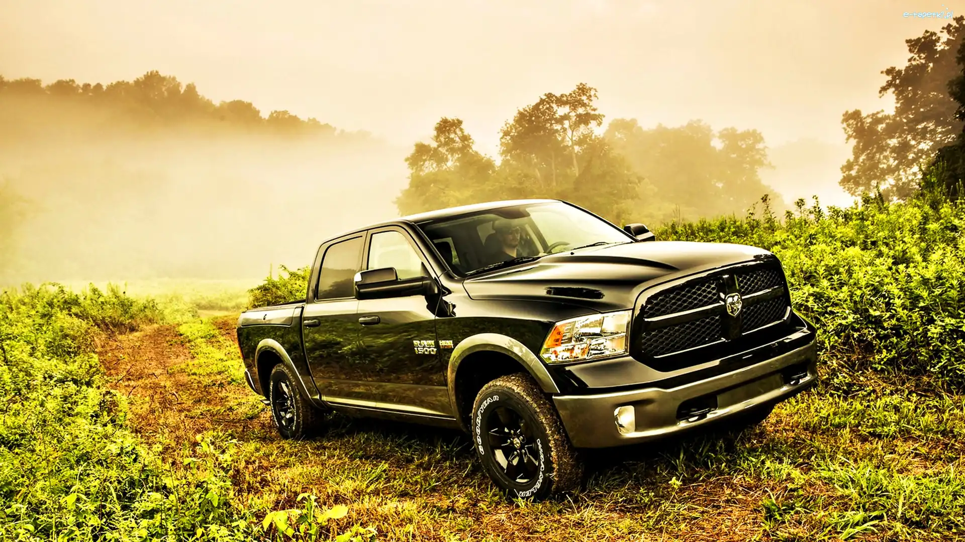 Dodge, Las, Ram, Rośliny, Mgła