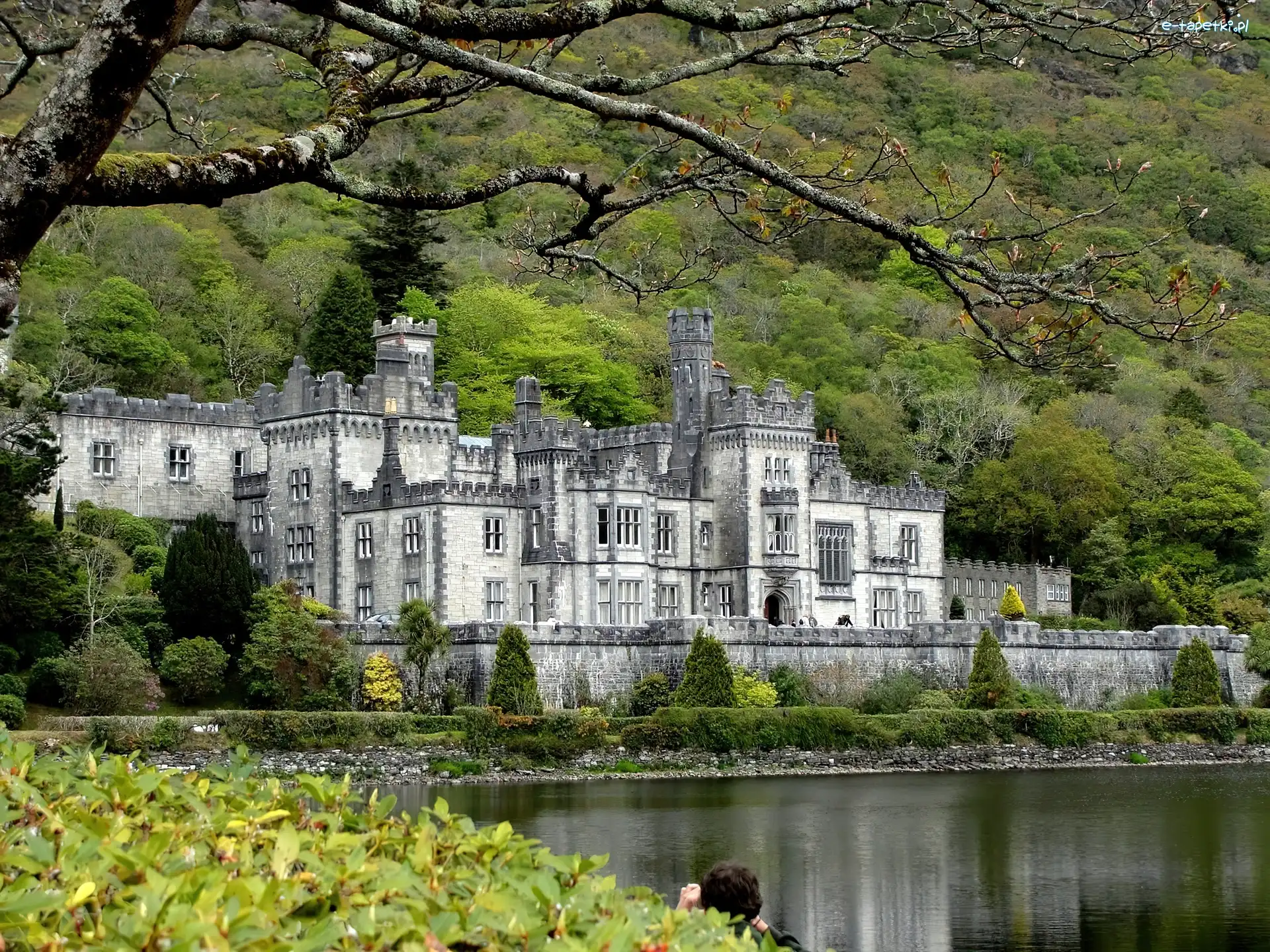 Jezioro Kylemore Lough, Hrabstwo Galway, Irlandia, Drzewa, Mainistir na Coille Móire, Opactwo Kylemore Abbey