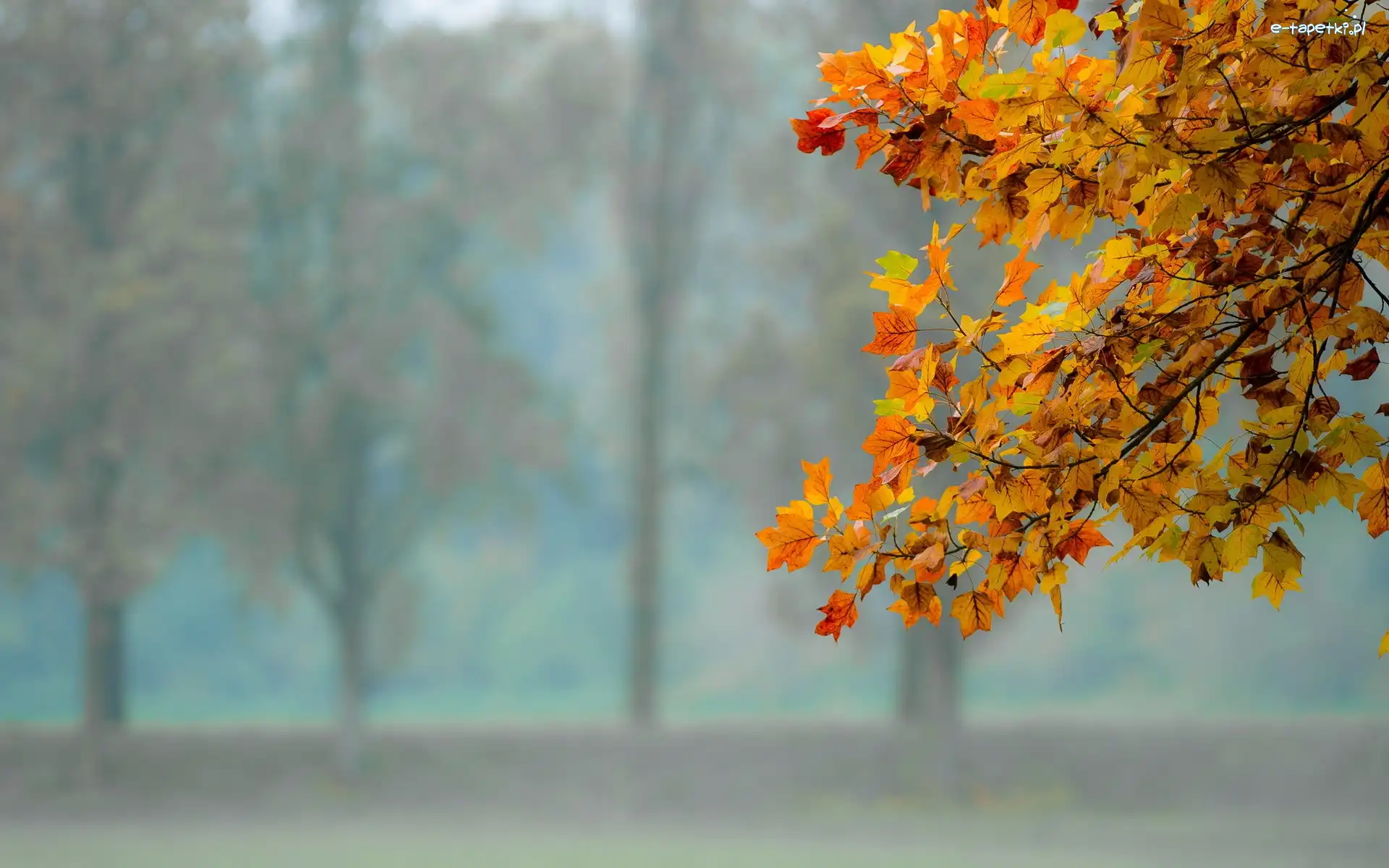 Gałąź, Liście, Drzewa, Park