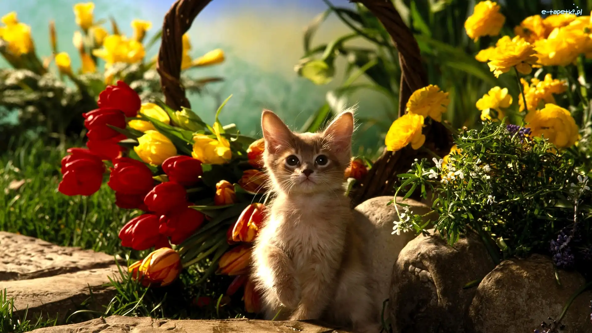 Kot, Tulipany