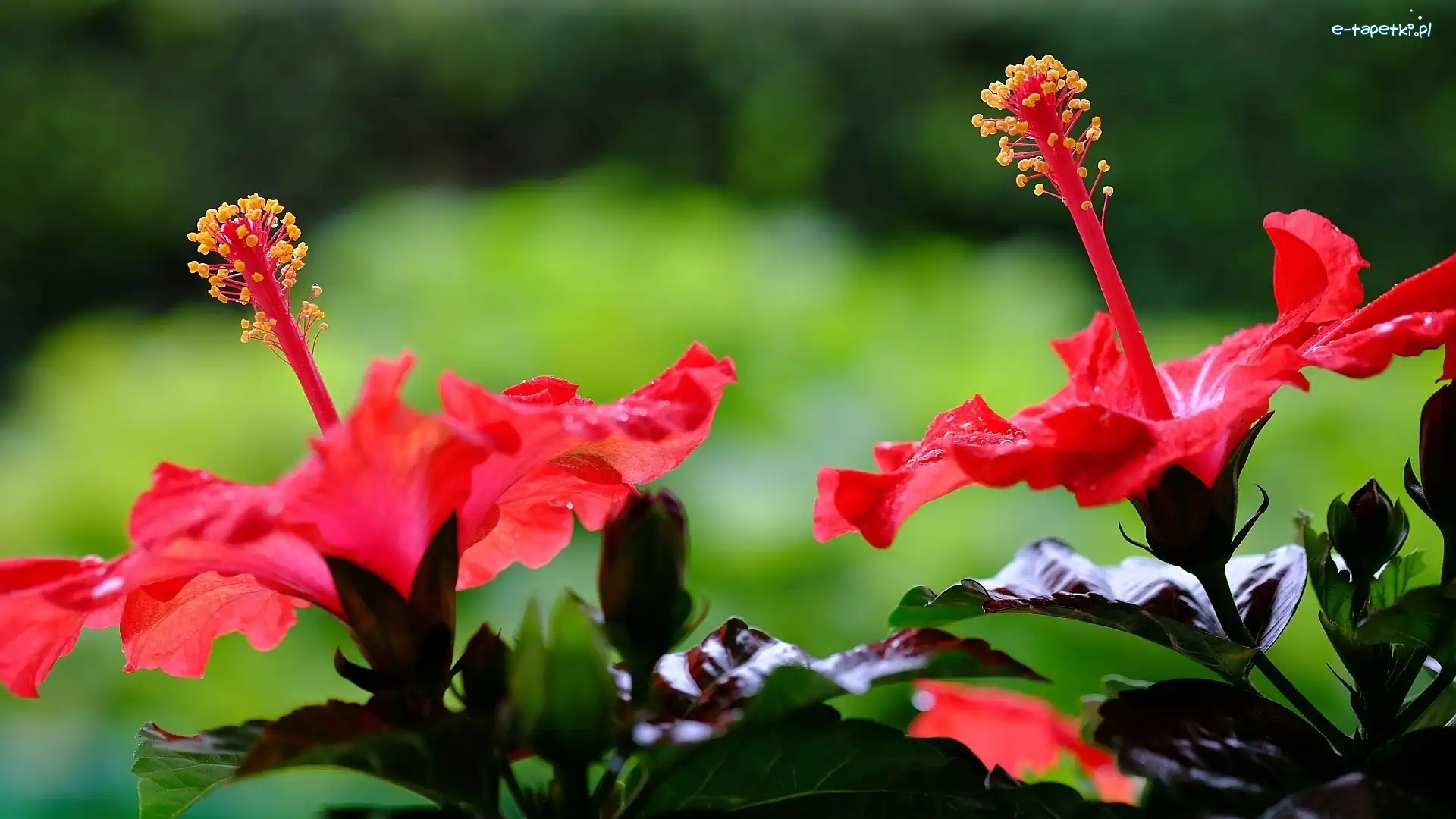 Hibiskusy, Czerwone
