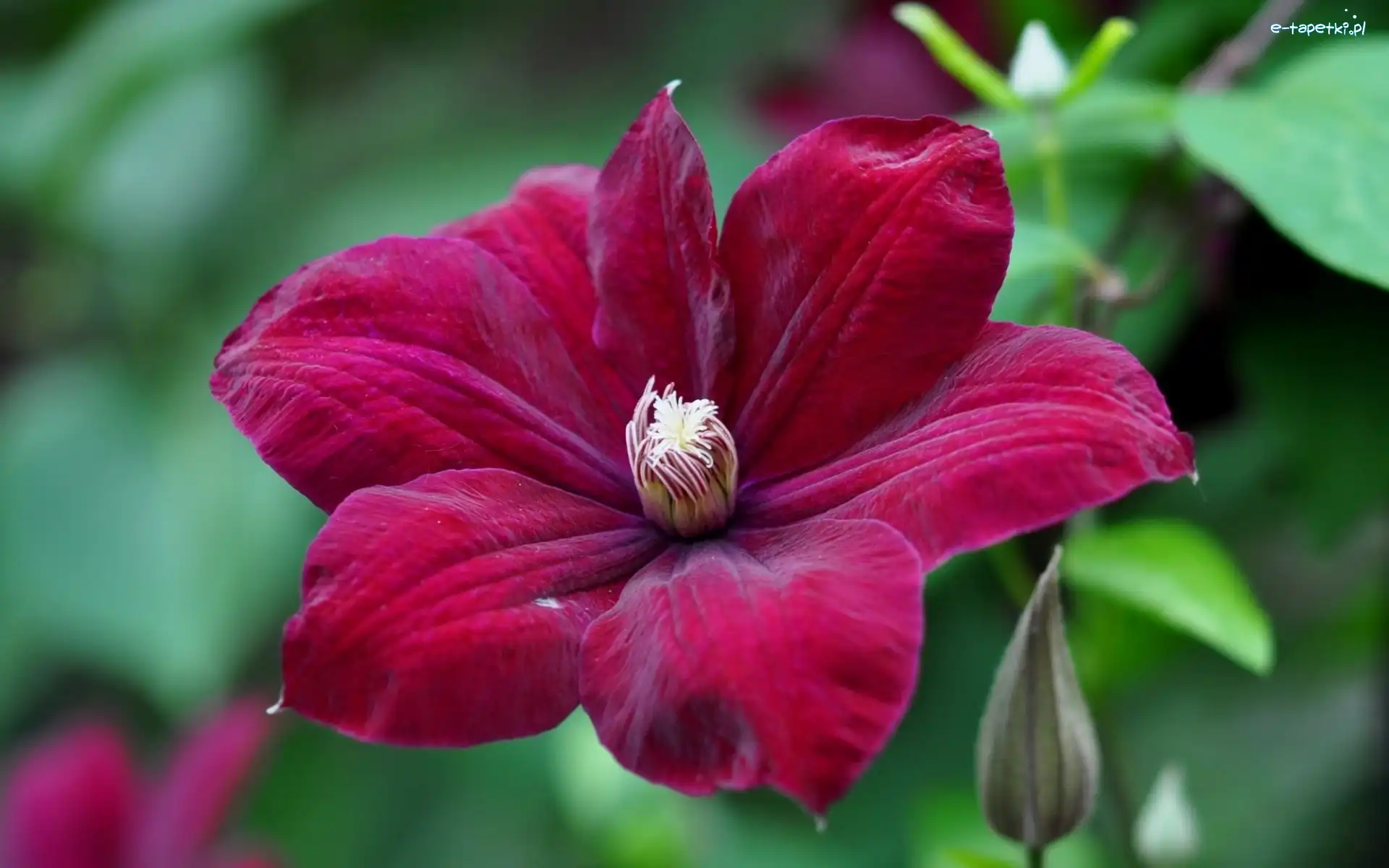 Clematis, Bordowy