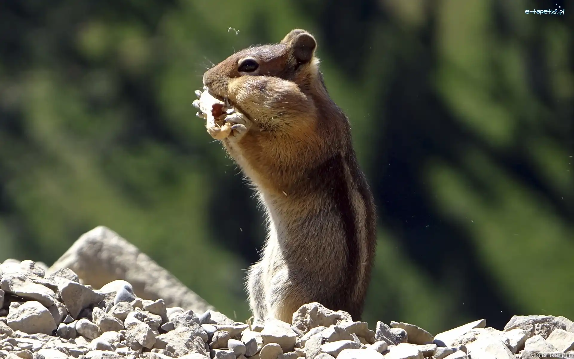 Kamienie, Chipmunk, Wiewiórka