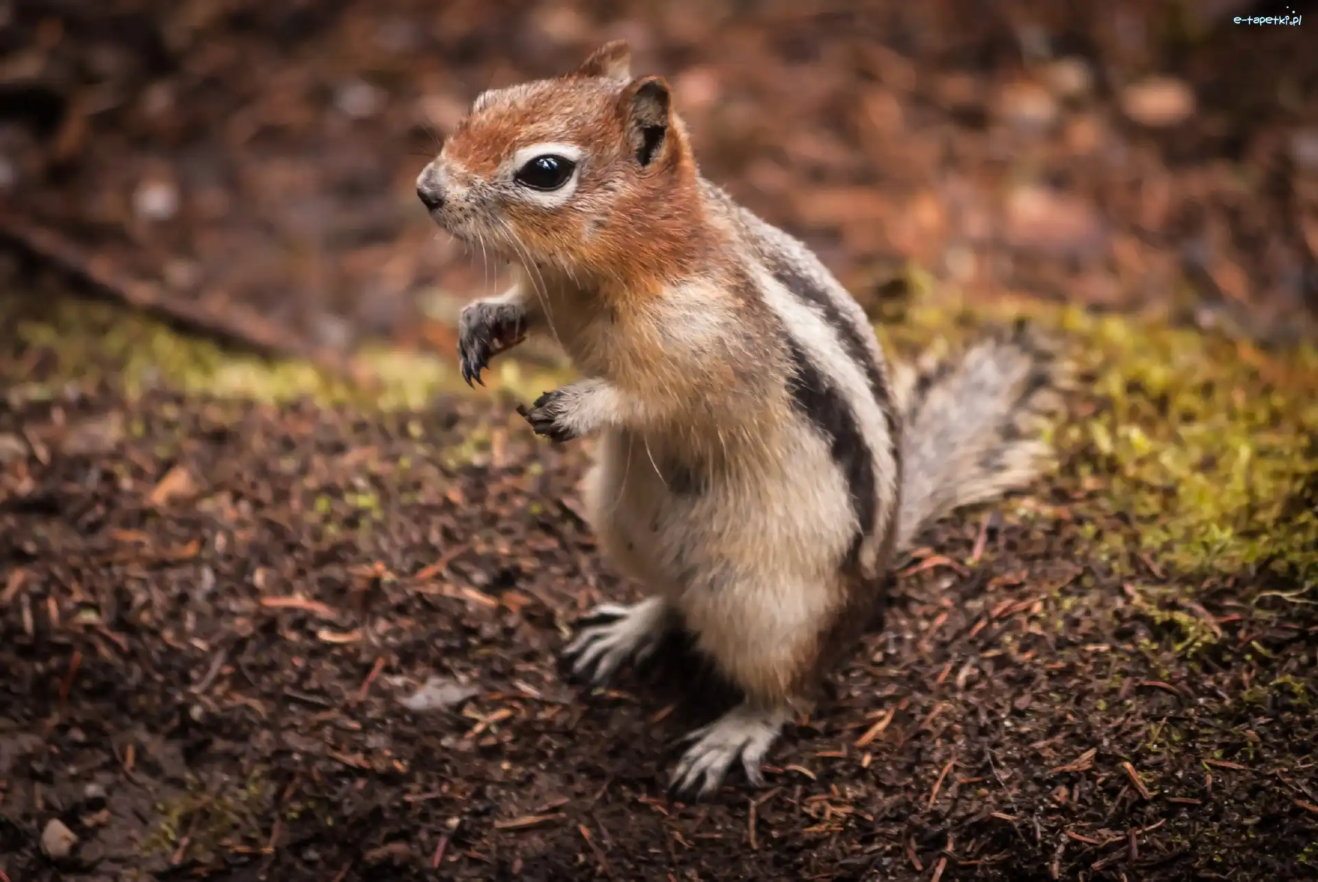 Łapki, Chipmunk, Wiewiórka