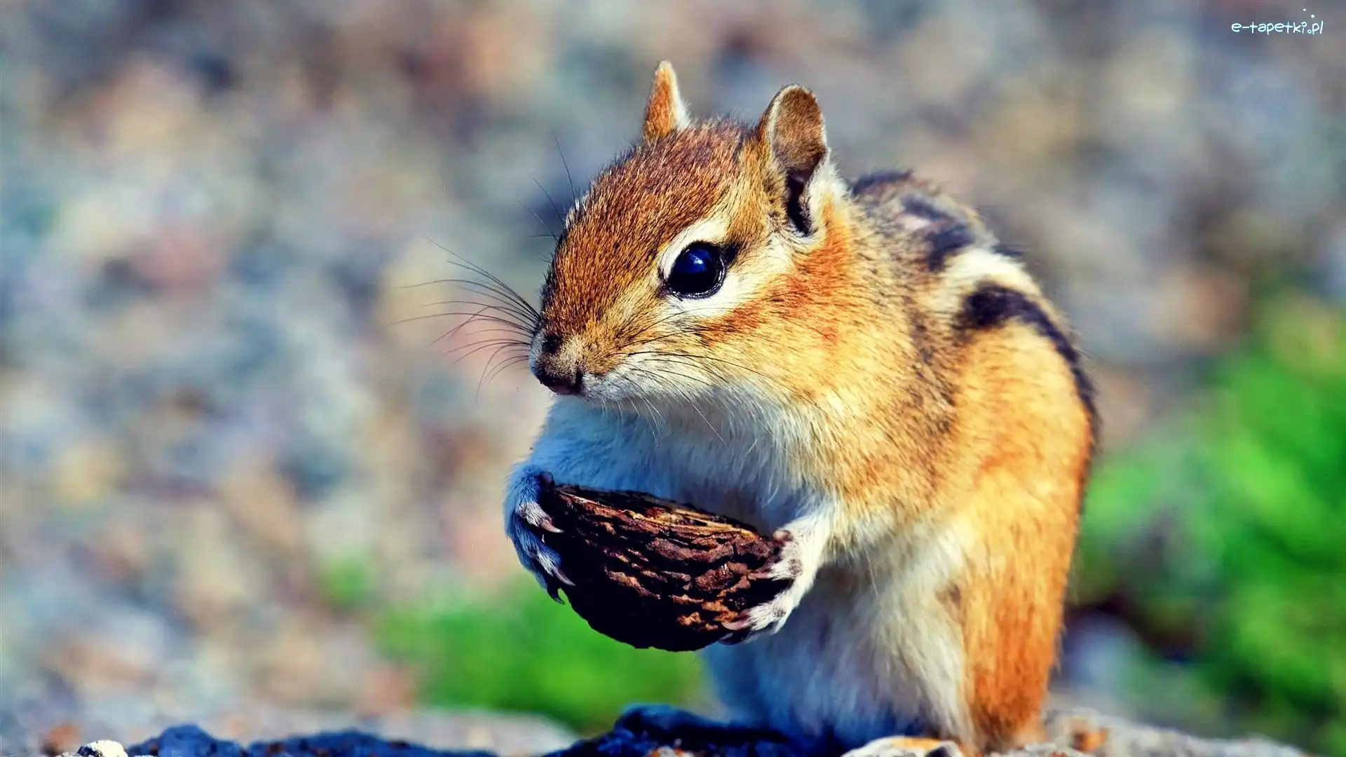 Orzeszek, Chipmunk, Wiewiórka