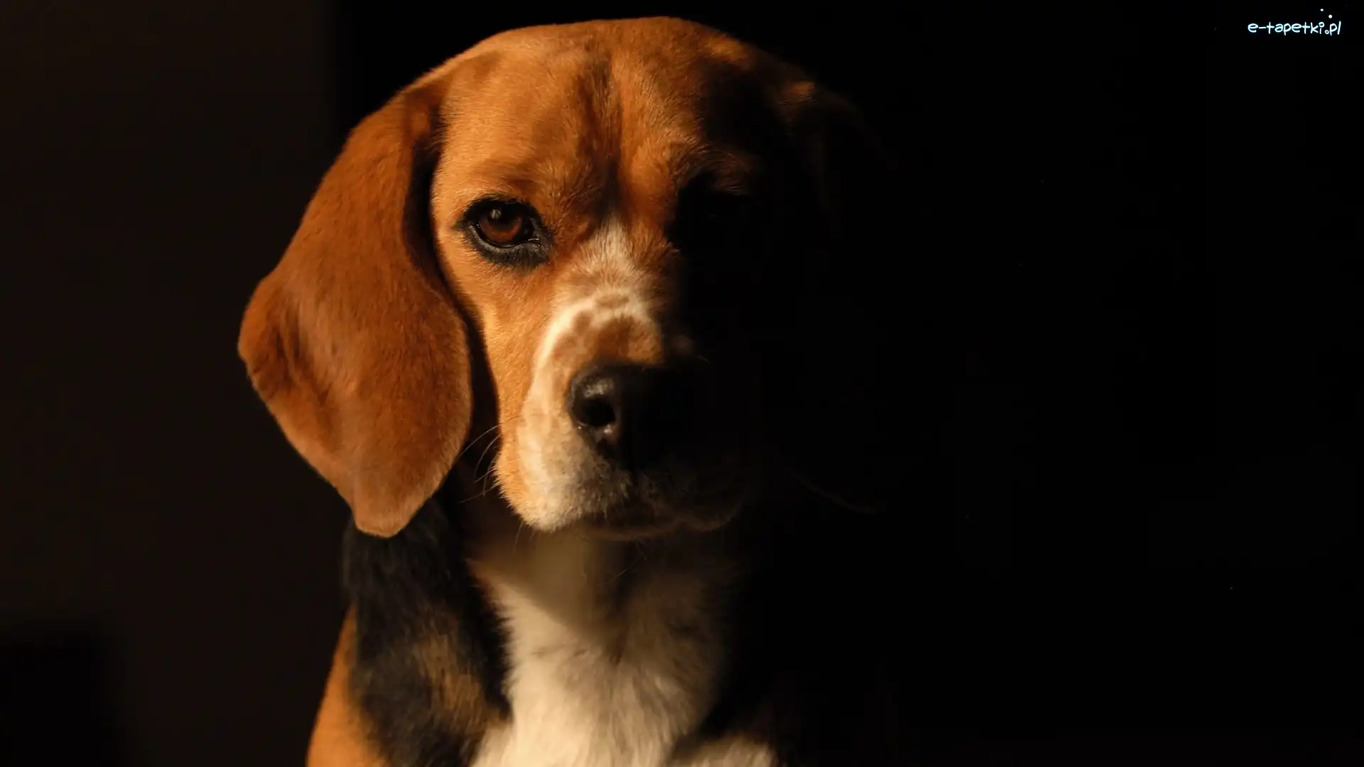 Portret, Beagle