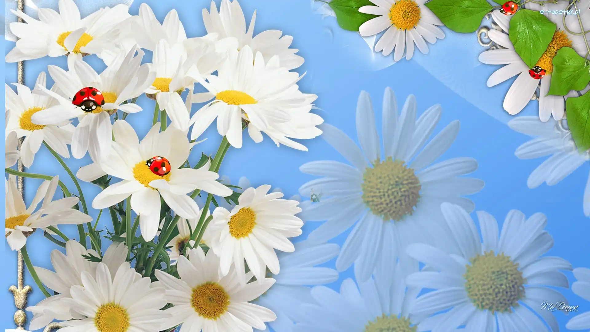 Grafika, Biedronki, Margerytki