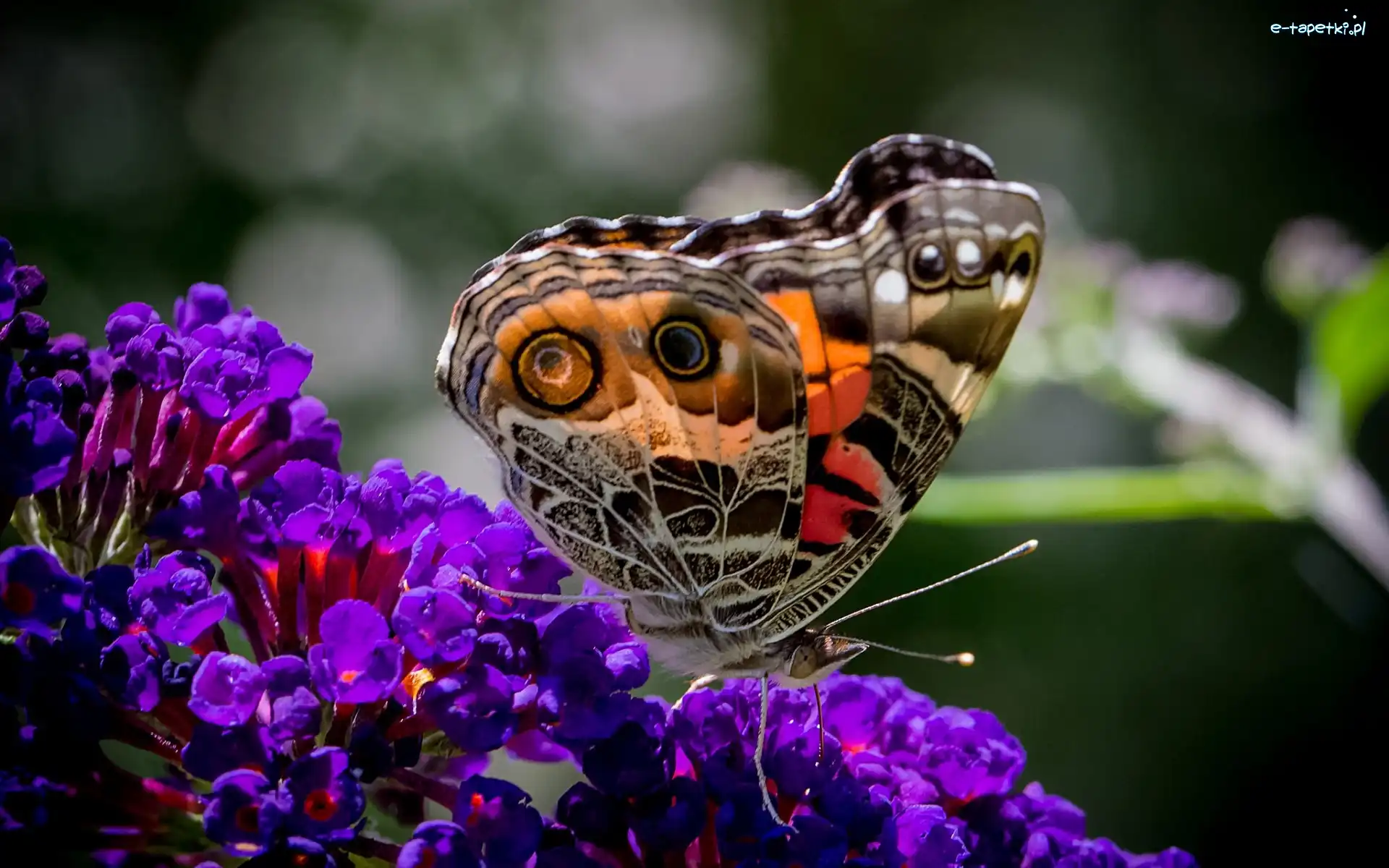 Motyl, Kwiaty, Fioletowe, Kolorowy