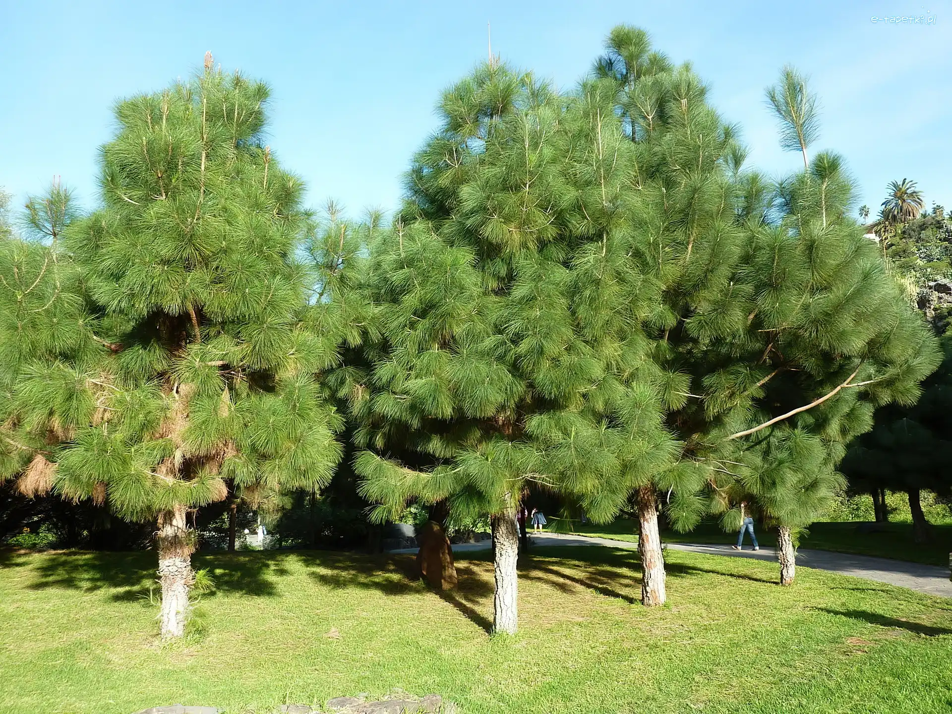 Sosny, Park